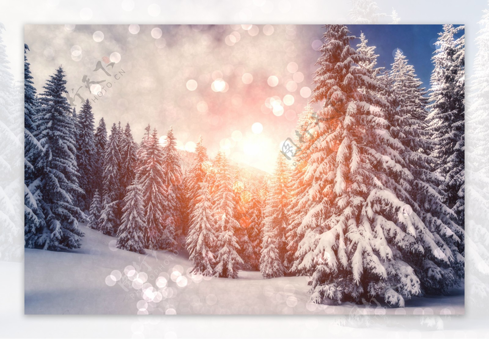 冬季里的松树雪景图片