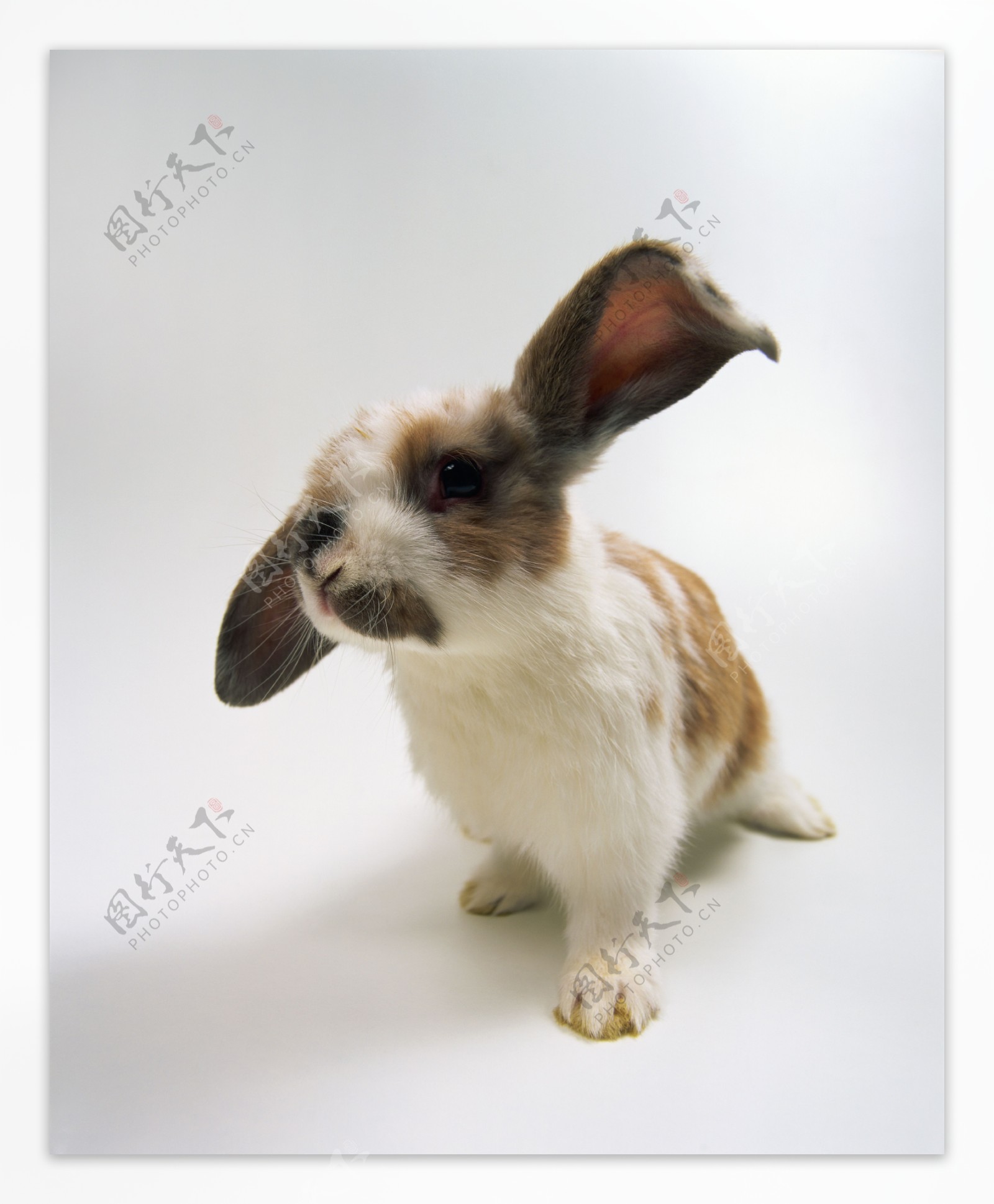 大耳朵兔图片