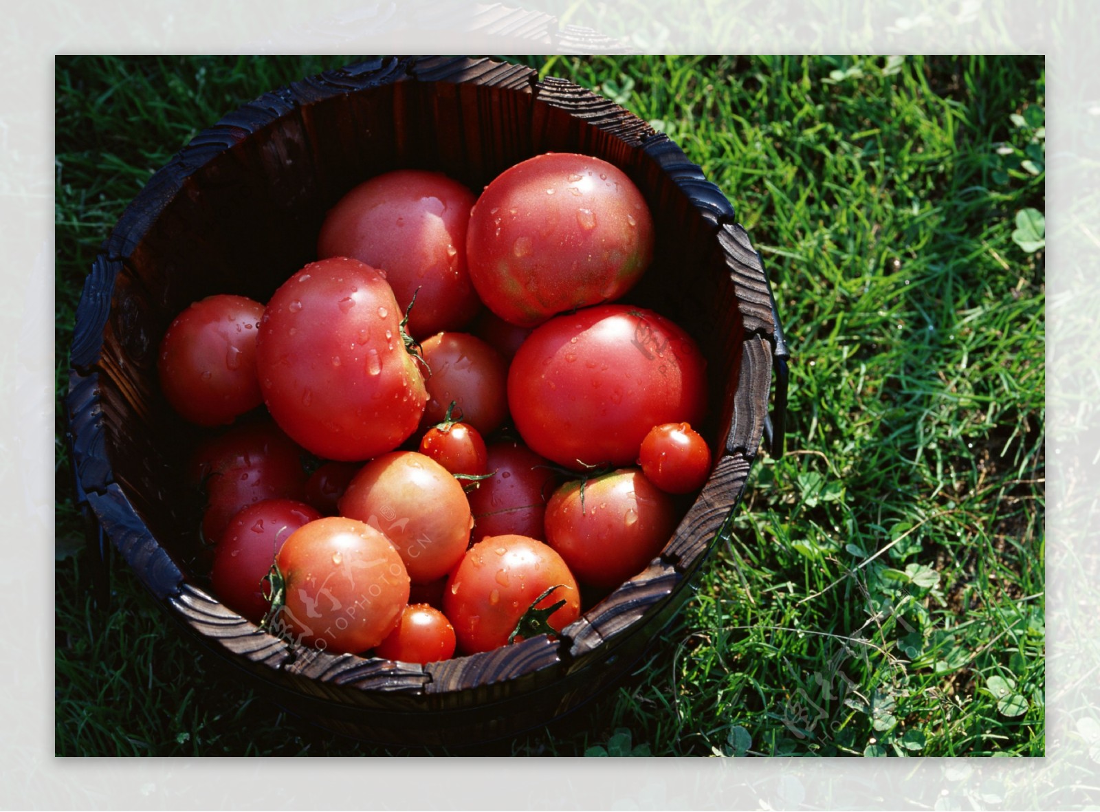 一桶西红柿图片