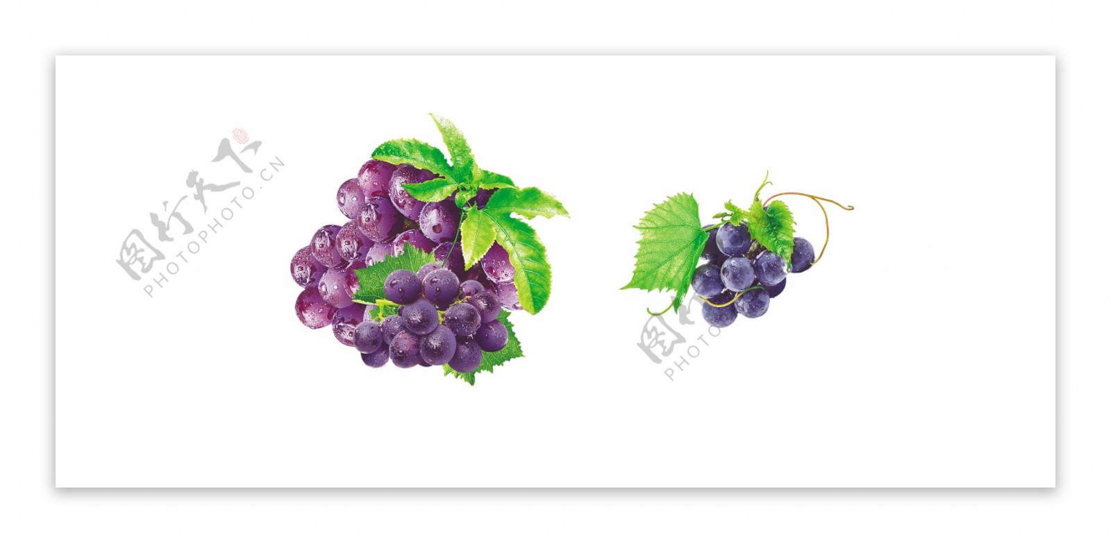 紫色葡萄素材