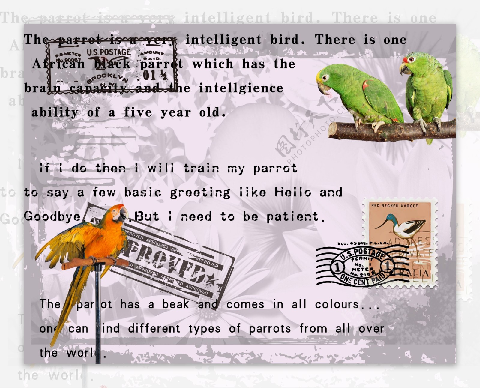 鹦鹉与印章邮票图片