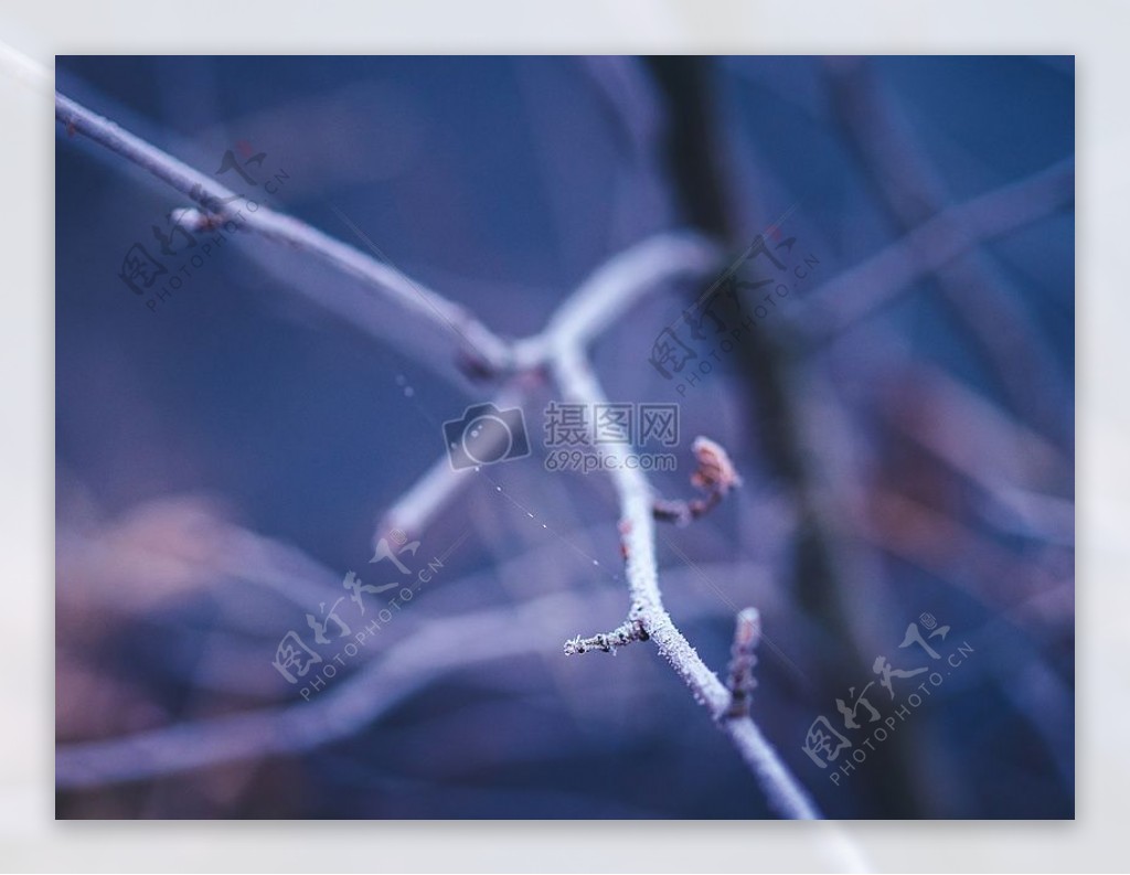 冷雪性质灌木冬季树木露水户外网络分支机构霜寒冷