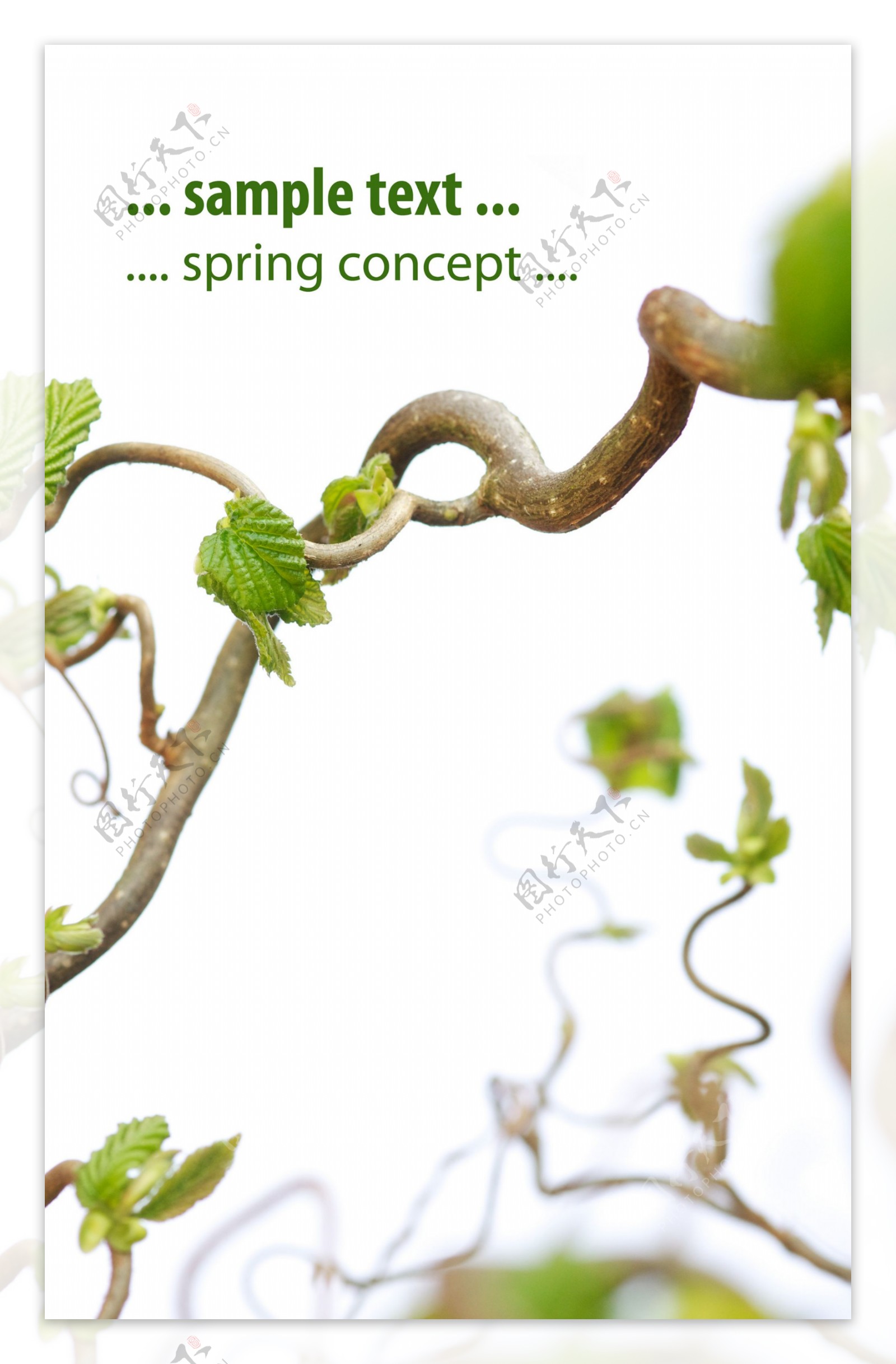 春天树枝背景图片