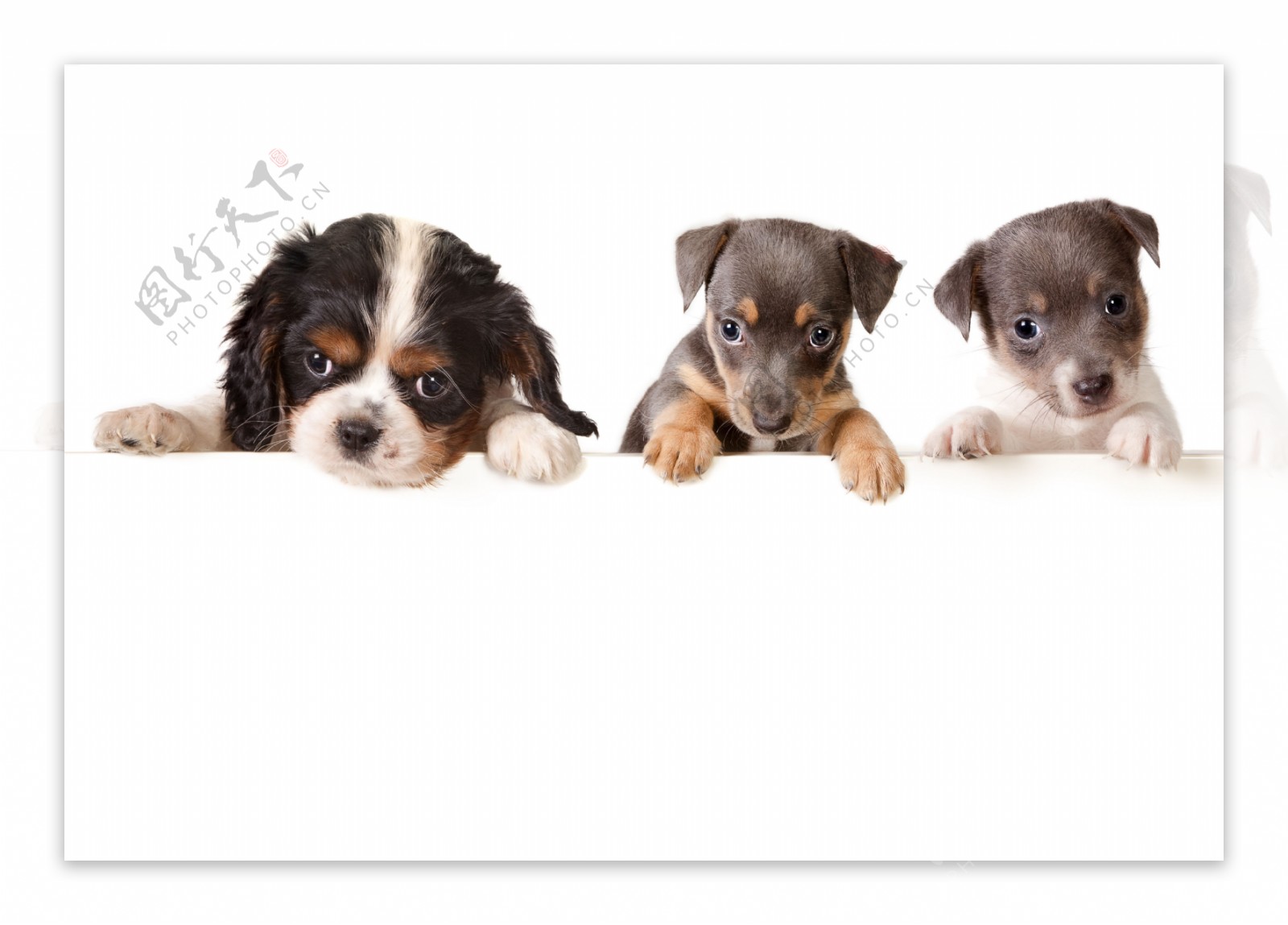三只小狗与空白广告牌图片