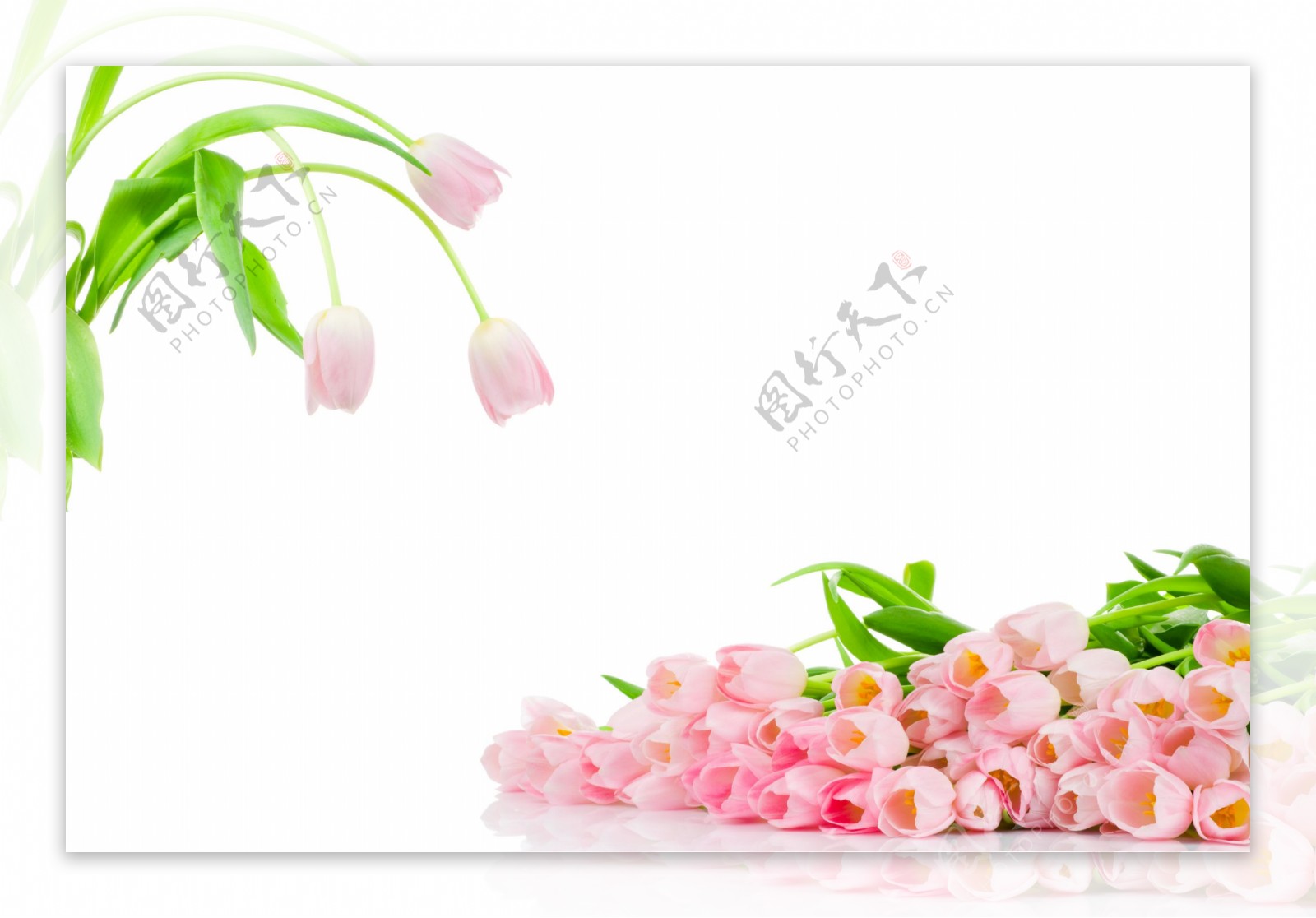 清晰粉红色郁金香花朵图片