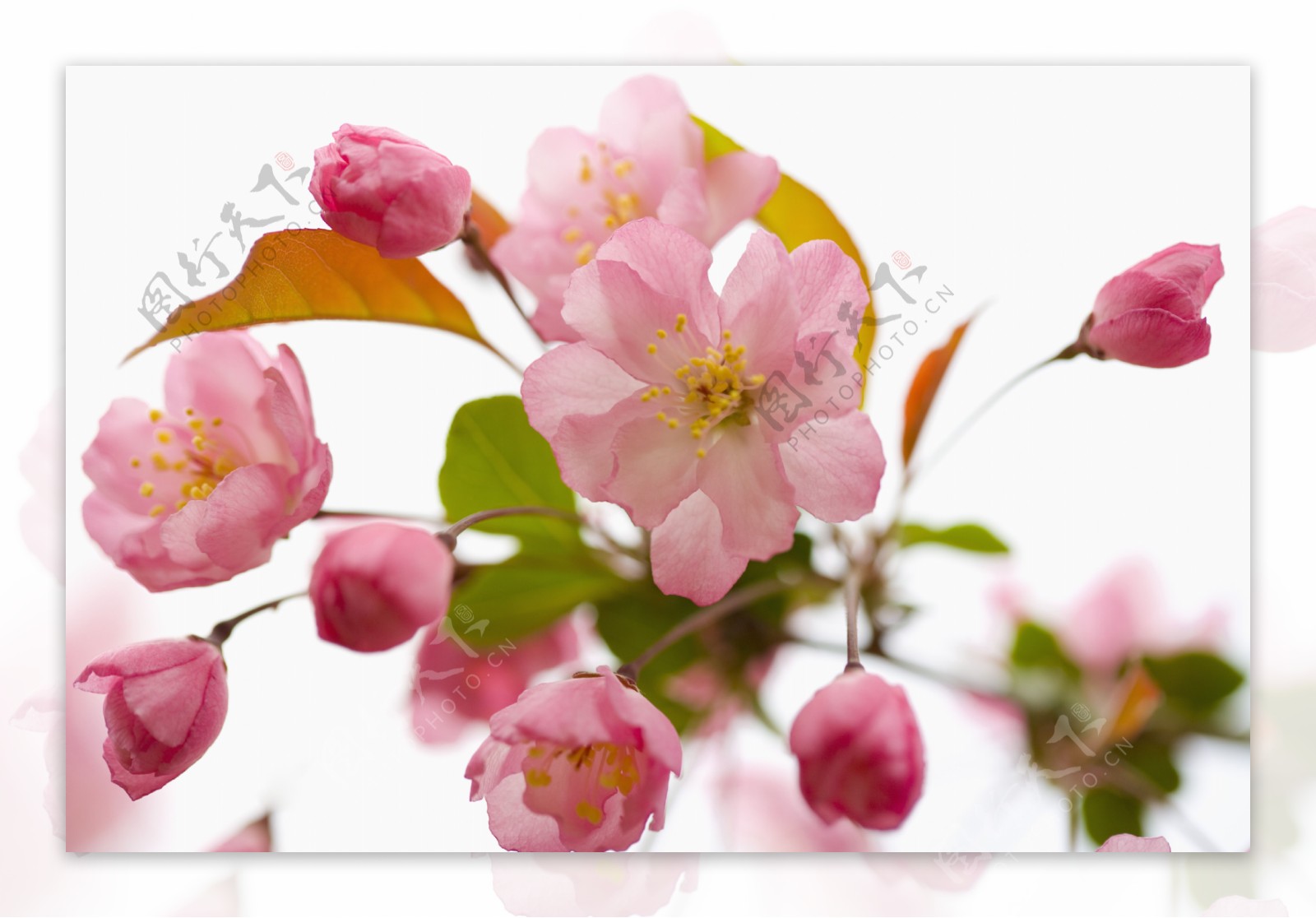 开放的粉红色樱花图片