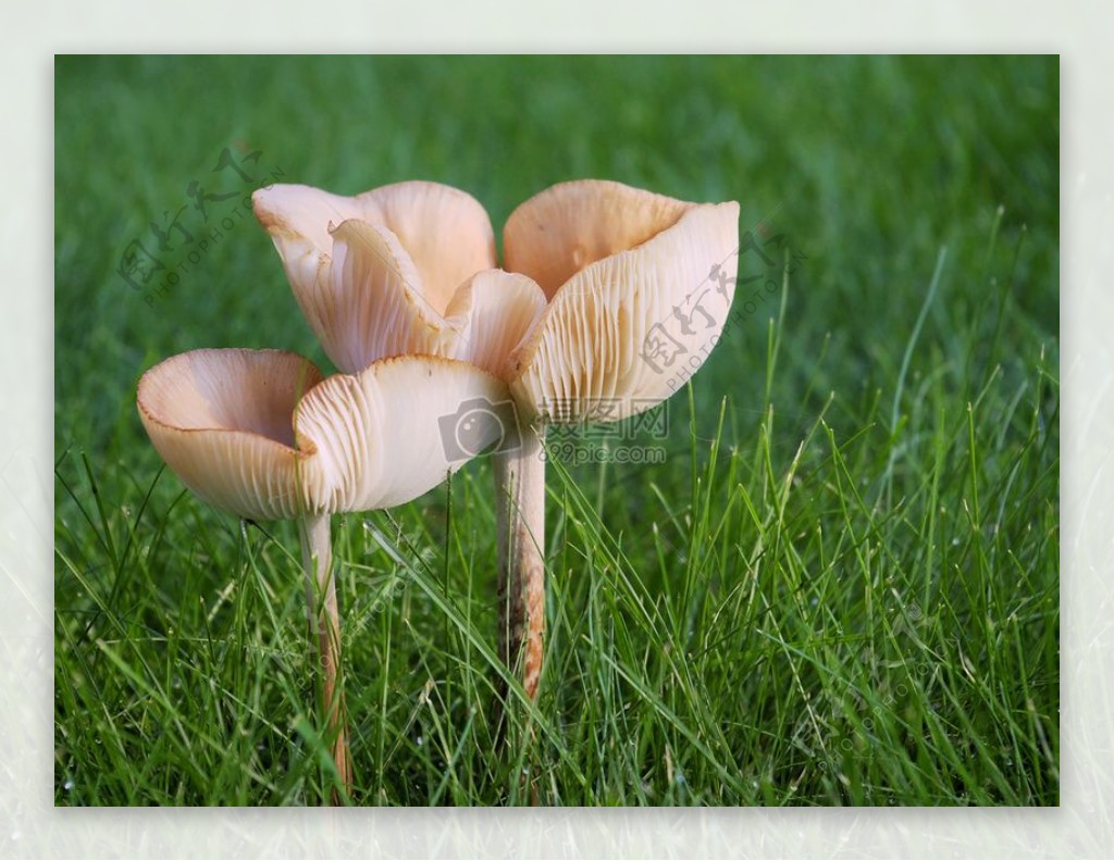 生长在地上的蘑菇