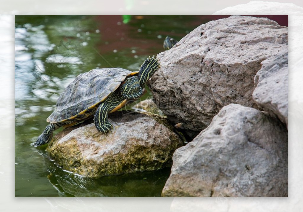 水动物石头龟
