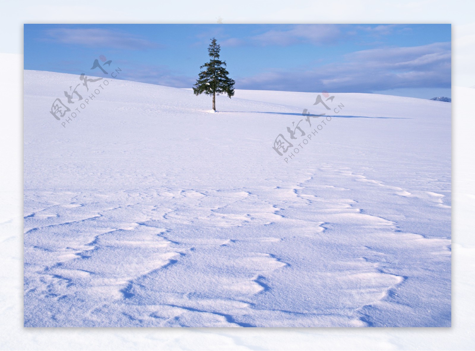 冬季雪地上一棵松树图片