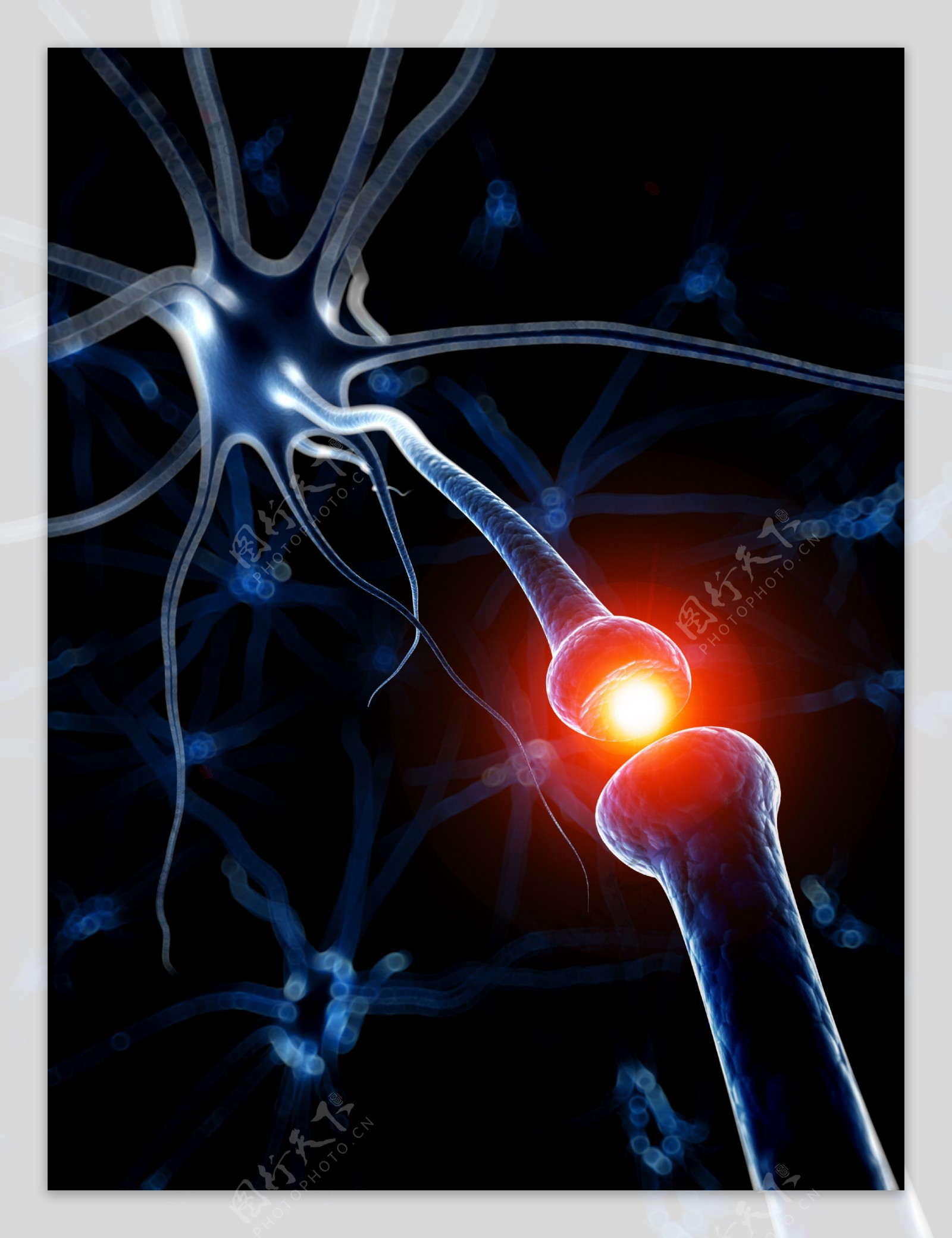 神经器官图片