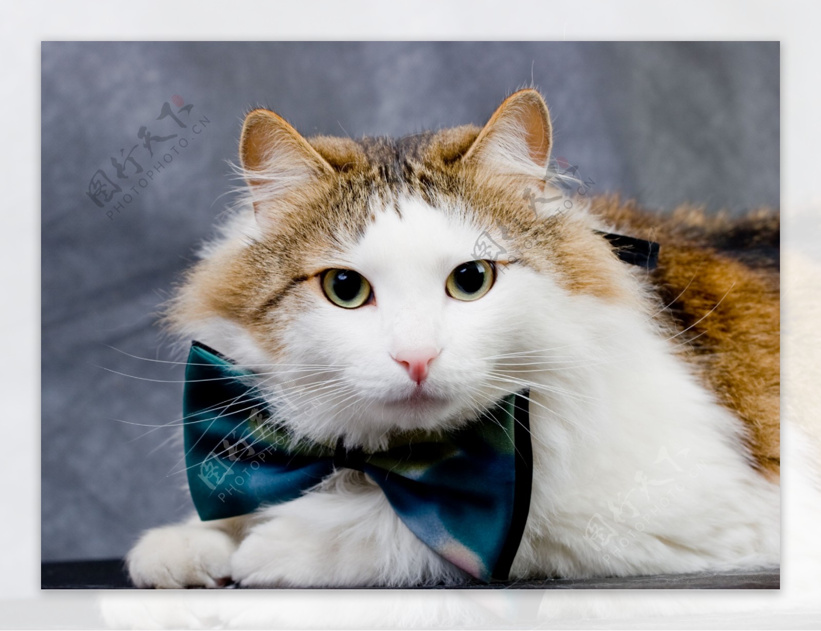 戴着领结的可爱猫咪图片