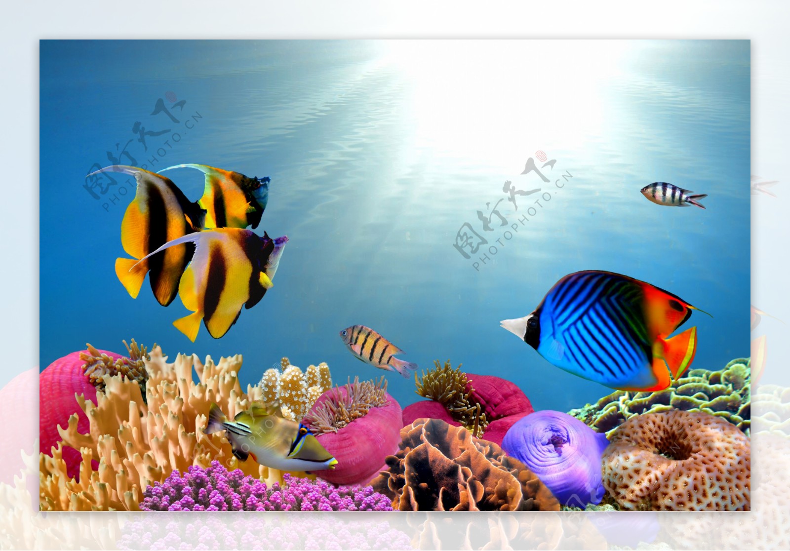 海底世界生物鱼类图片