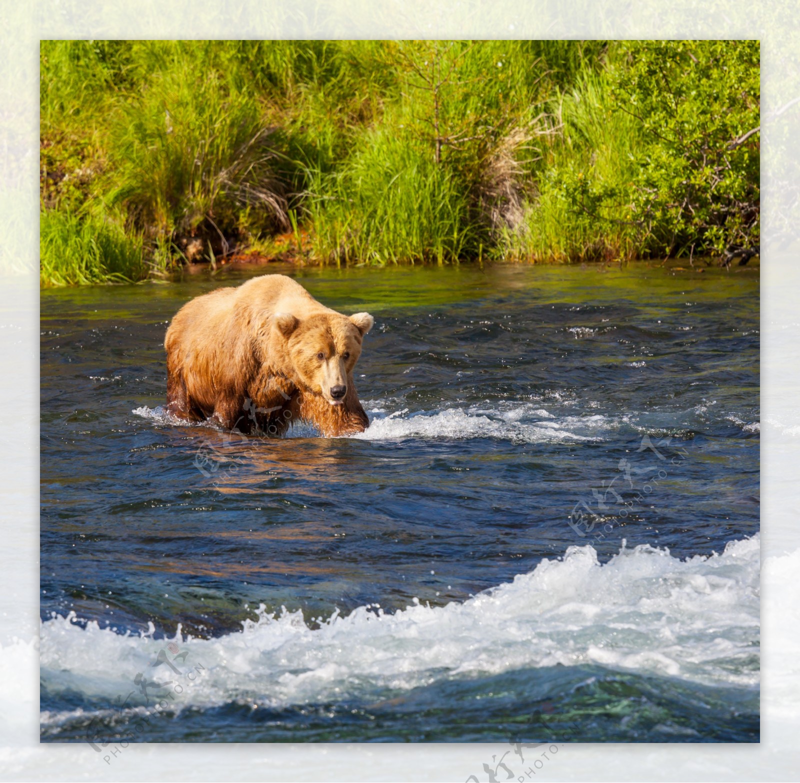 水中的狗熊图片