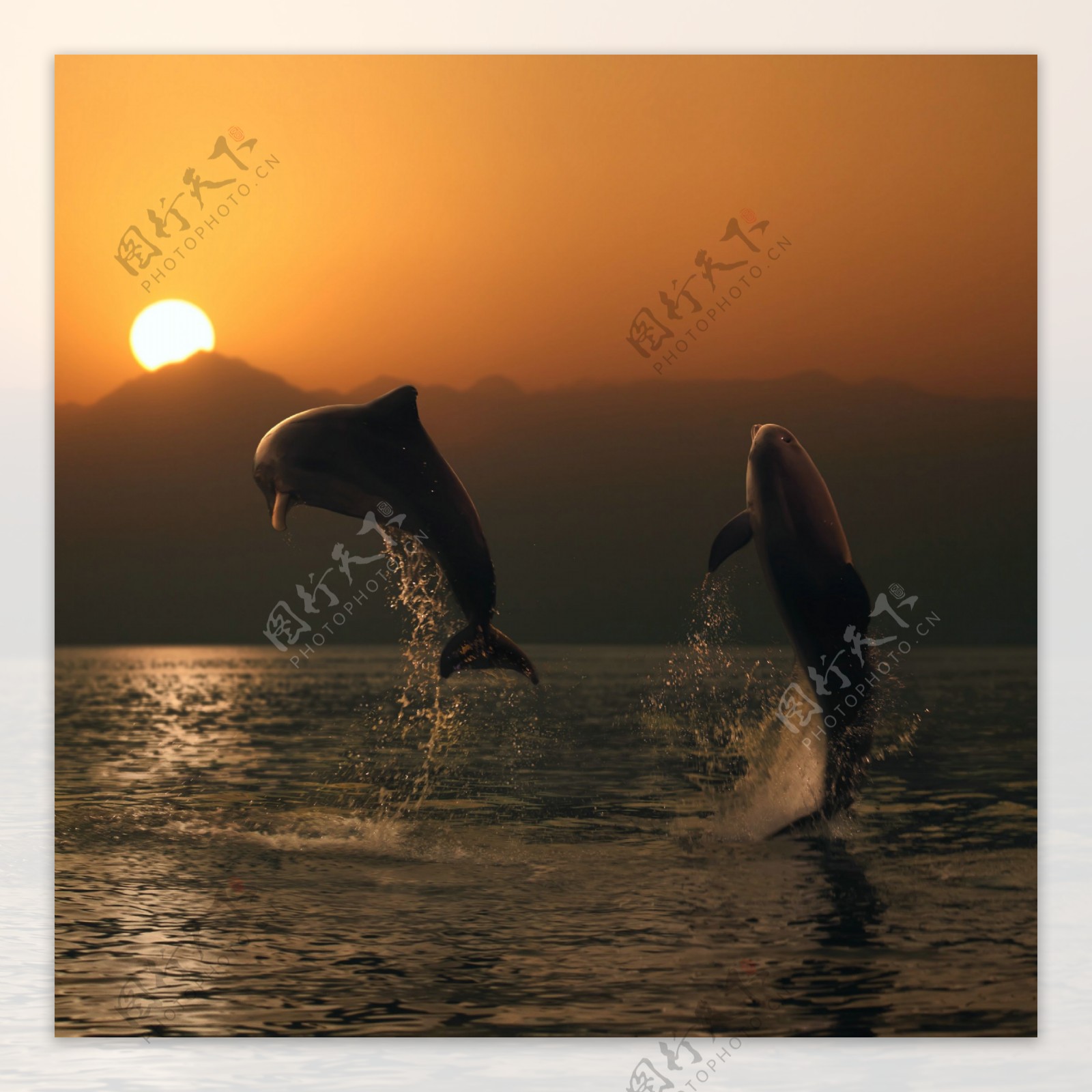 跳跃的海豚摄影图片