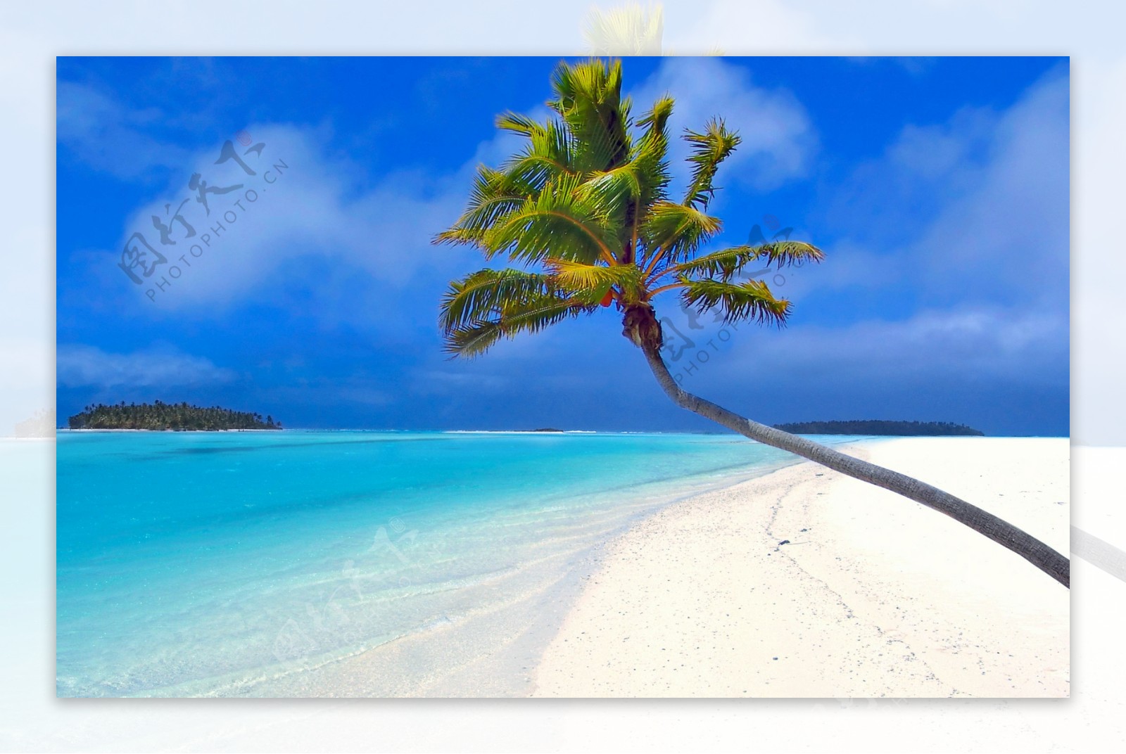 沙滩热带树图片
