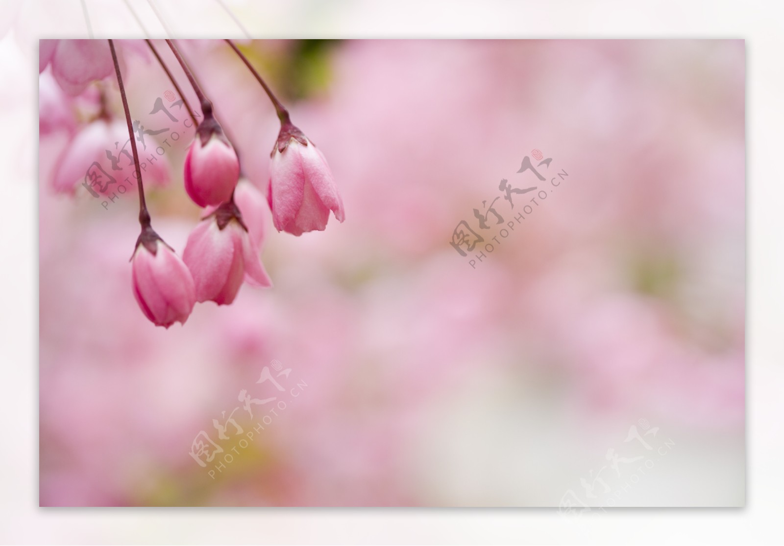 粉红色樱花花苞特写图片图片