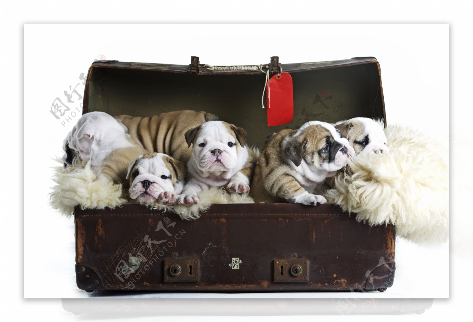 行李箱里的小狗图片