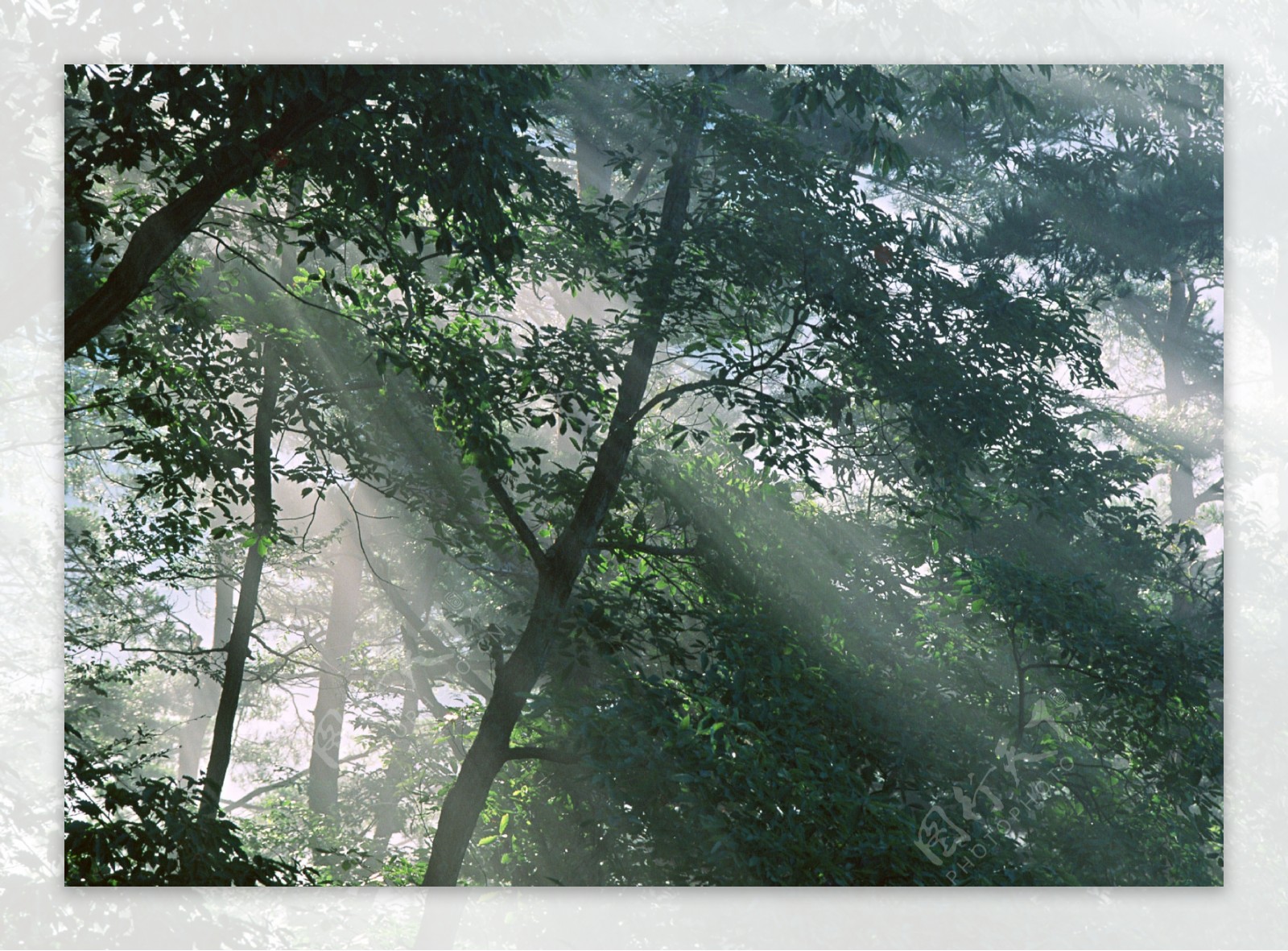 树林里的阳光图片