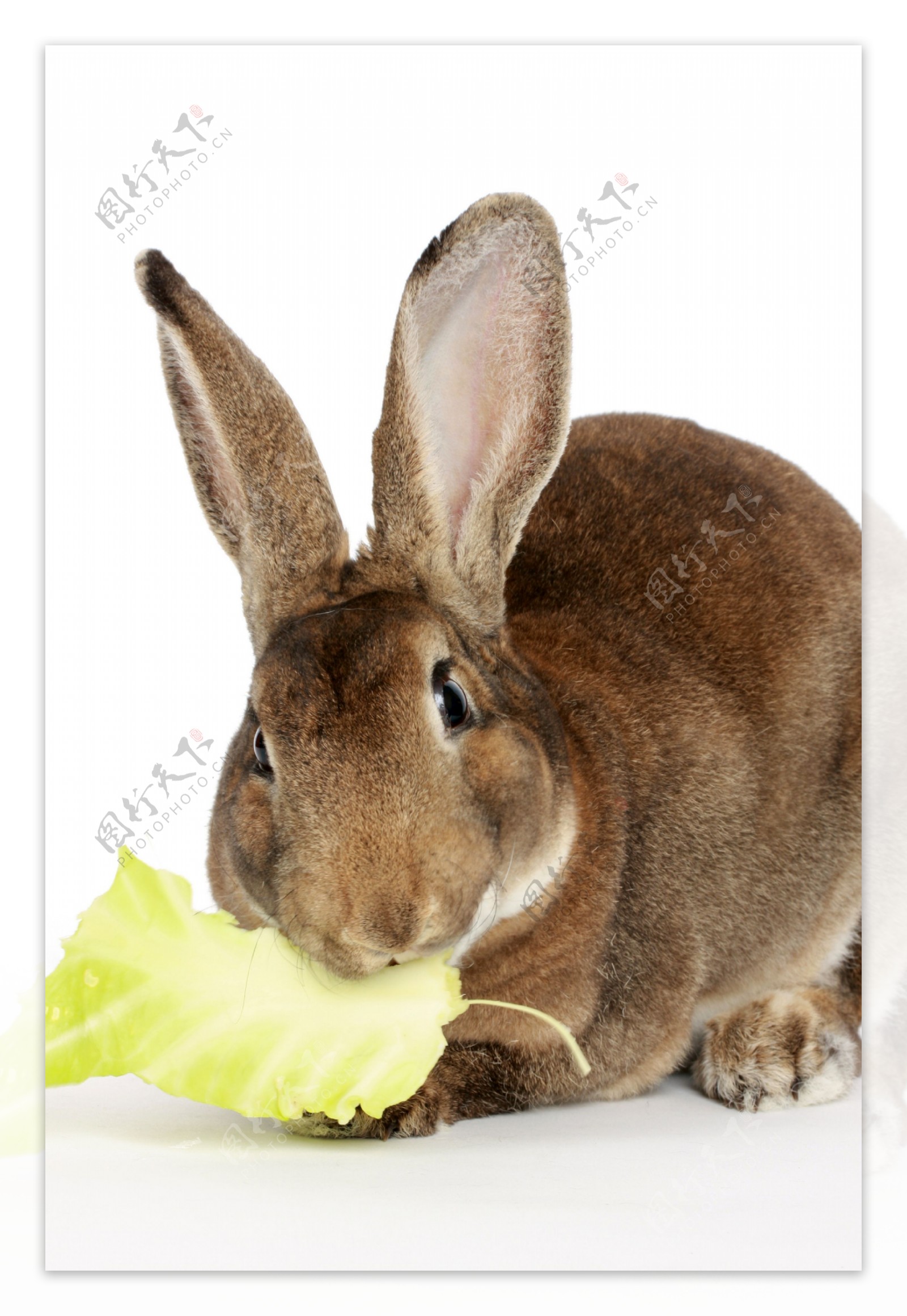 兔子吃树叶彩色图片