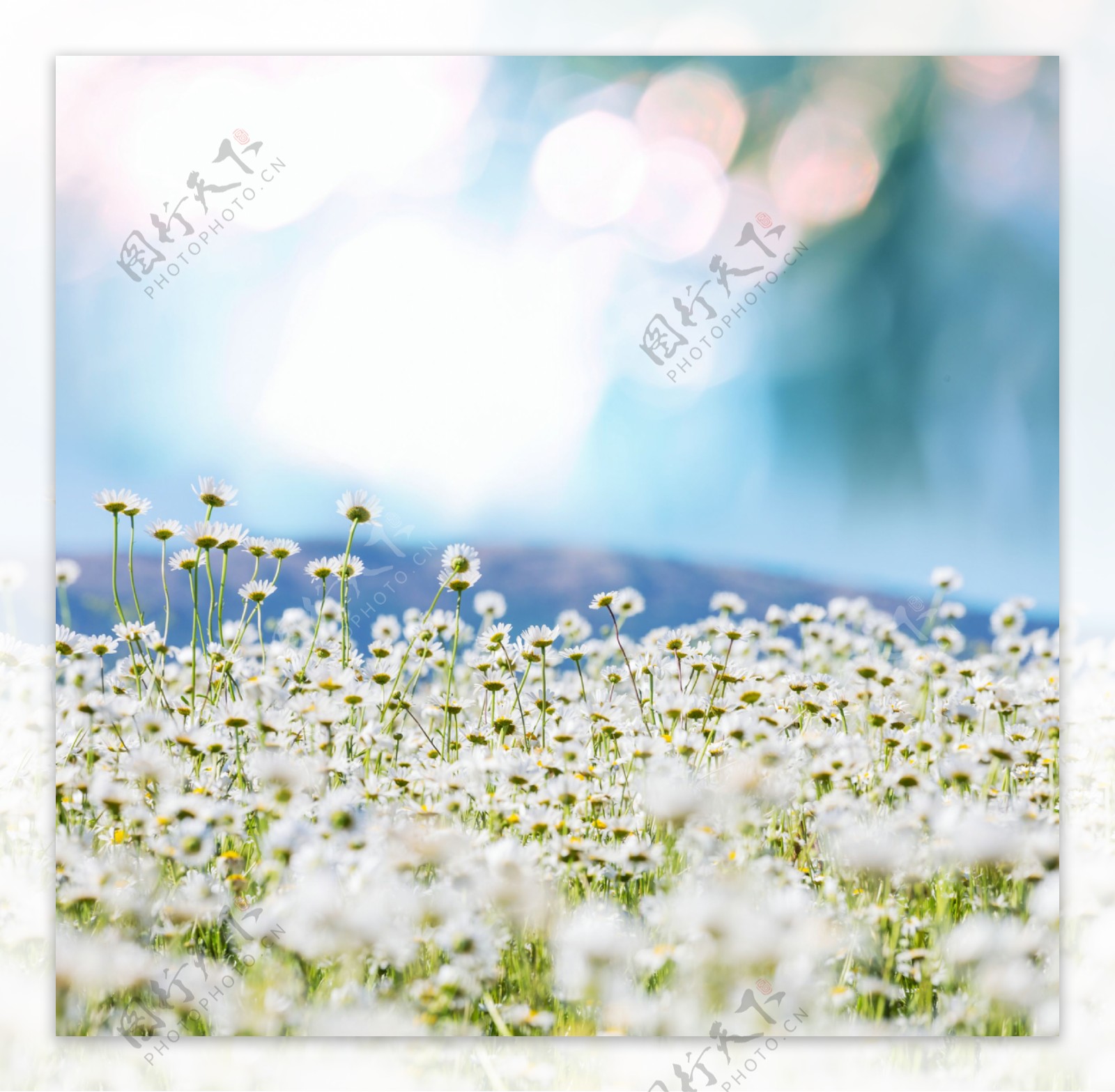 阳光下的花丛图片