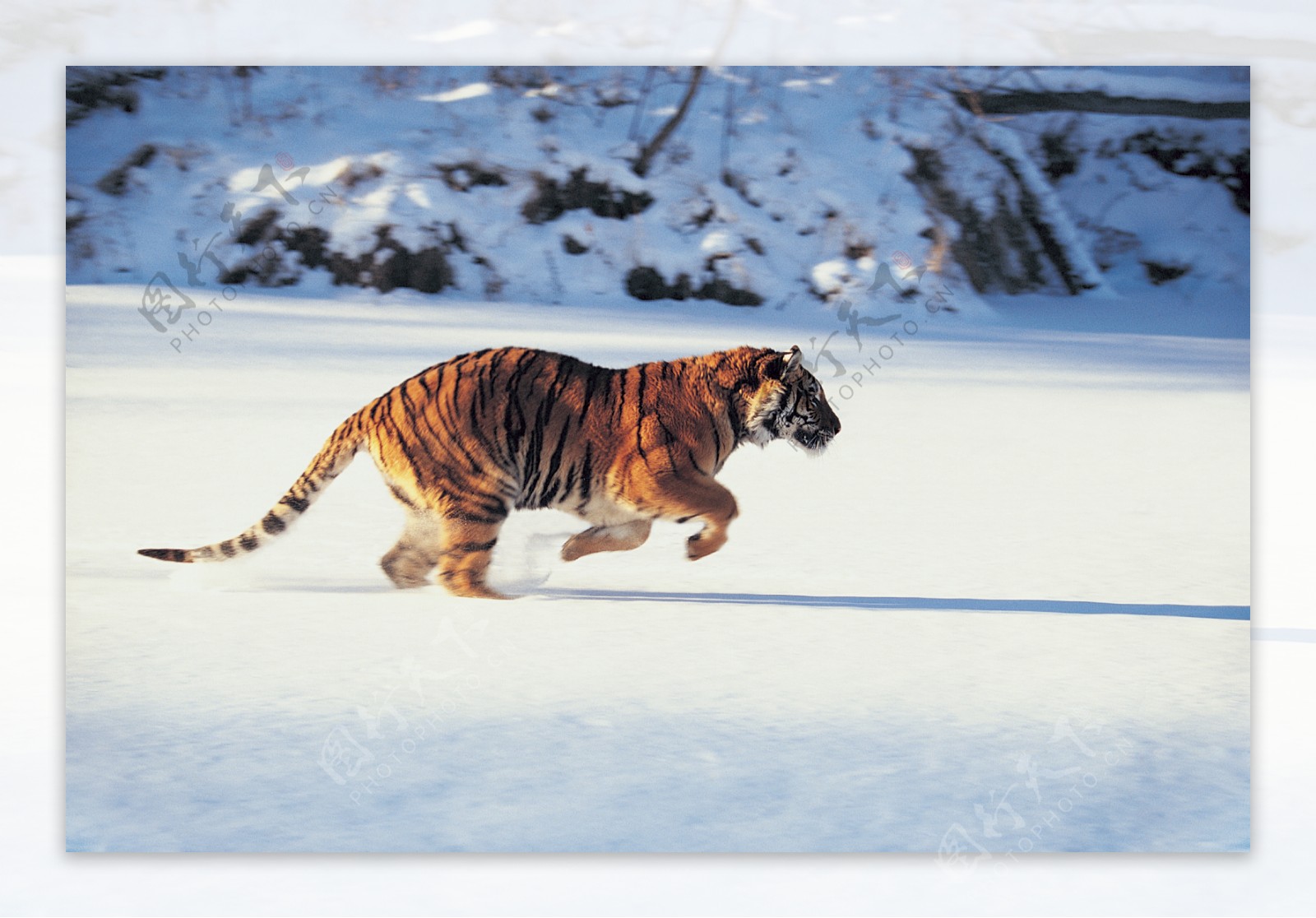 正在奔跑的老虎图片