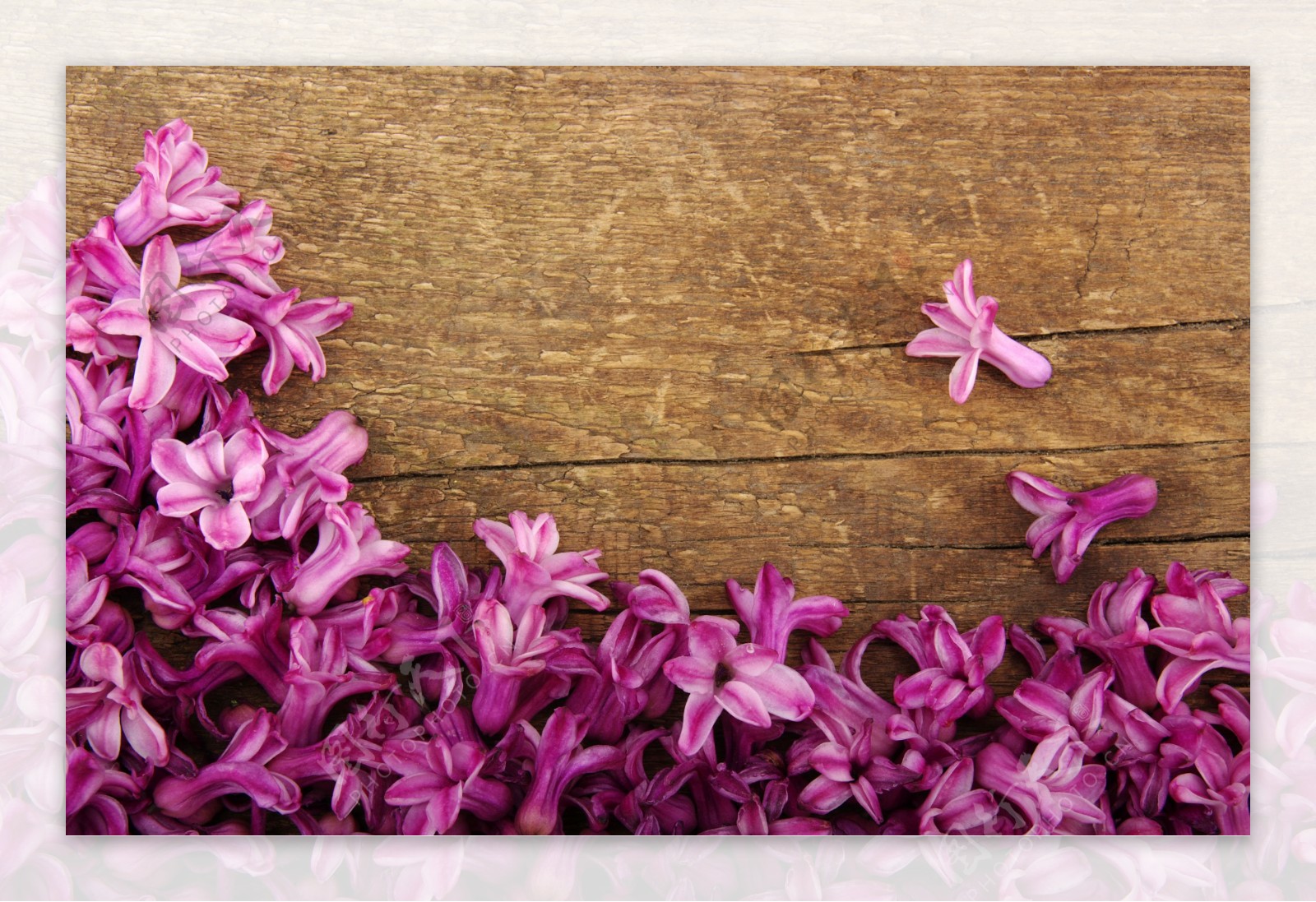 木板上的紫丁香花瓣图片