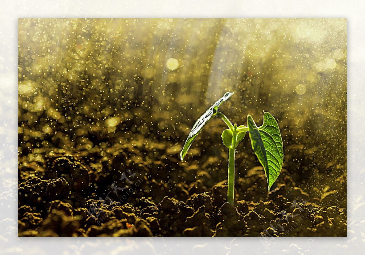 梦幻光斑与植物幼苗