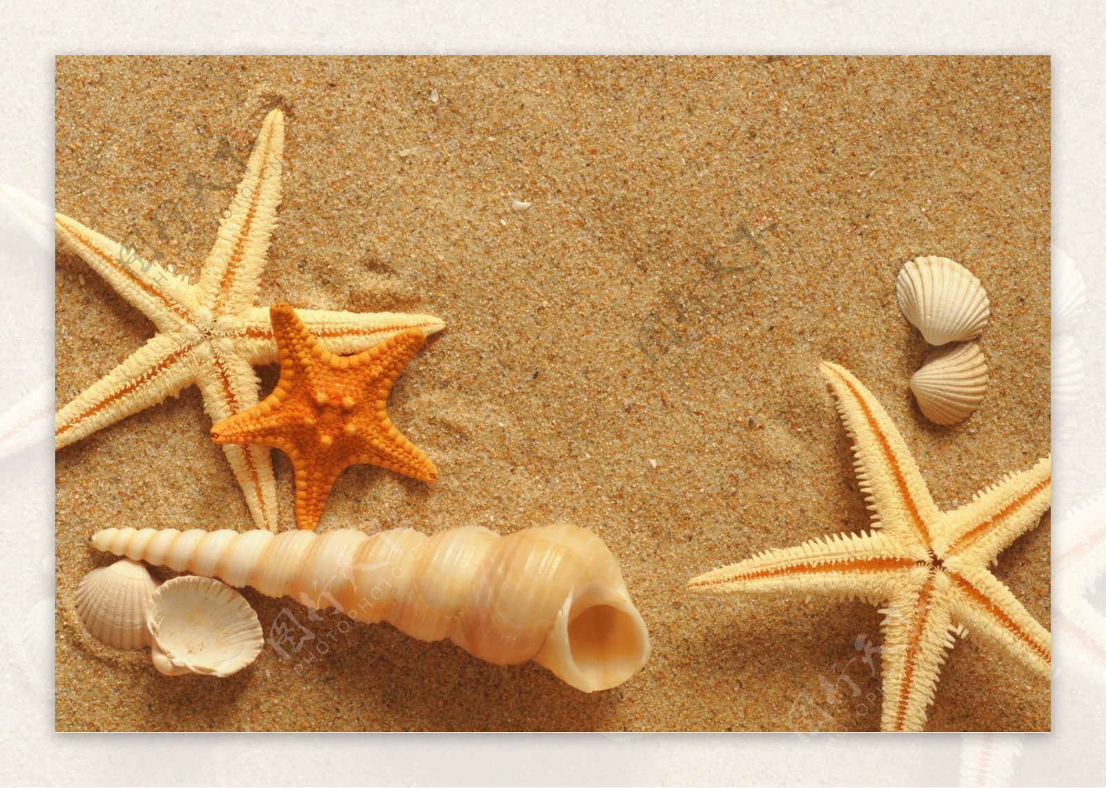 沙滩五星贝壳图片