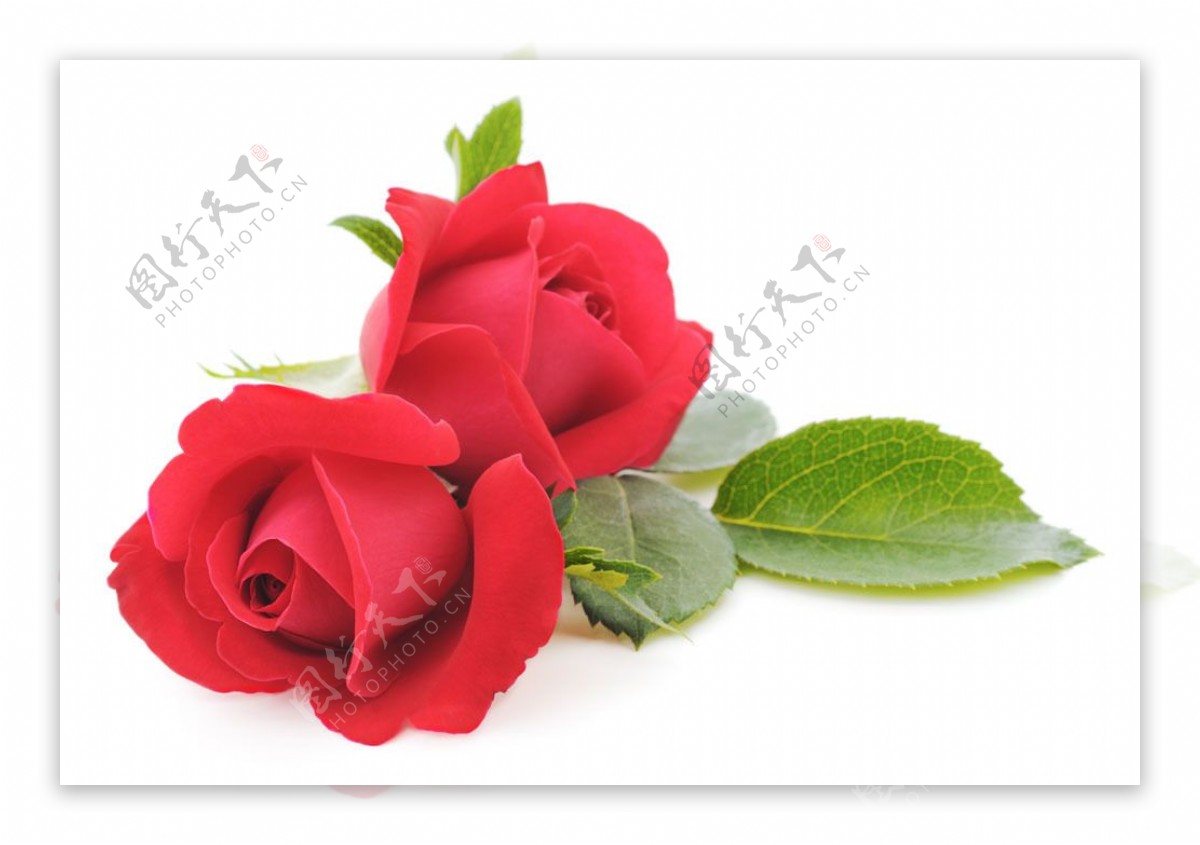 两朵红色玫瑰花图片