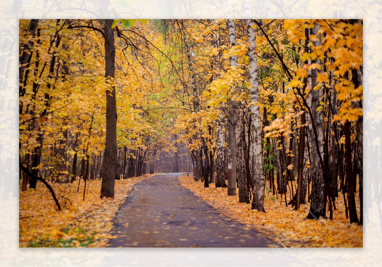秋天梧桐树林风景图片