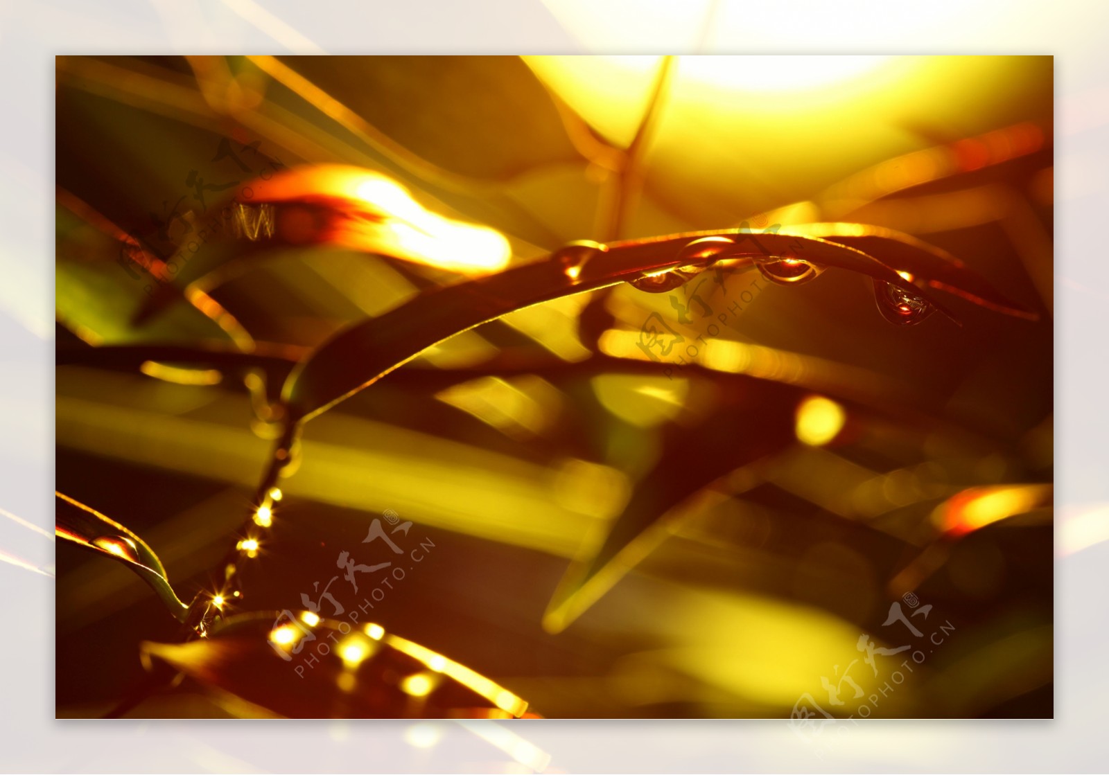 阳光与树叶上的水珠图片