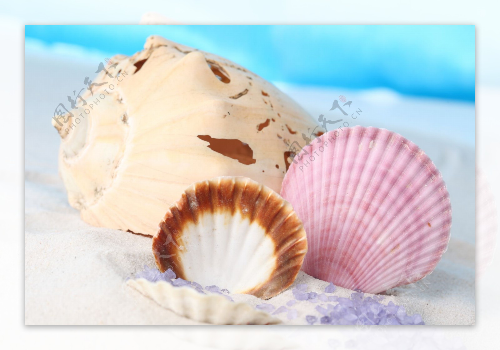 贝壳与海螺图片