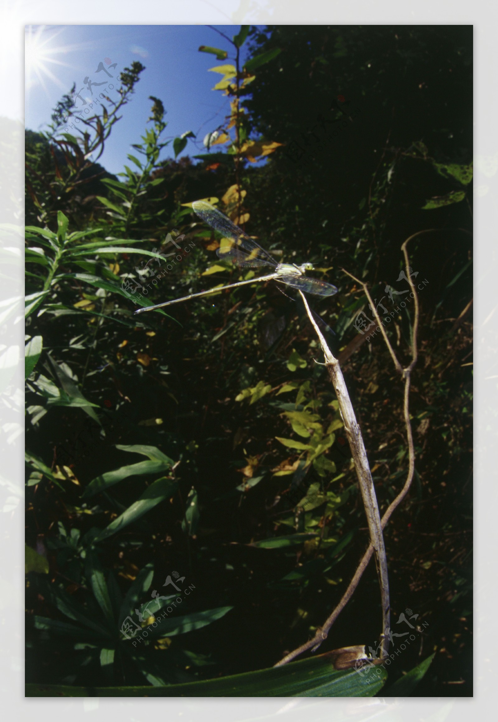 植物上的蜻蜓摄影图片