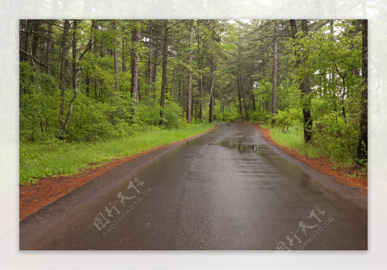 雨天树林马路风景