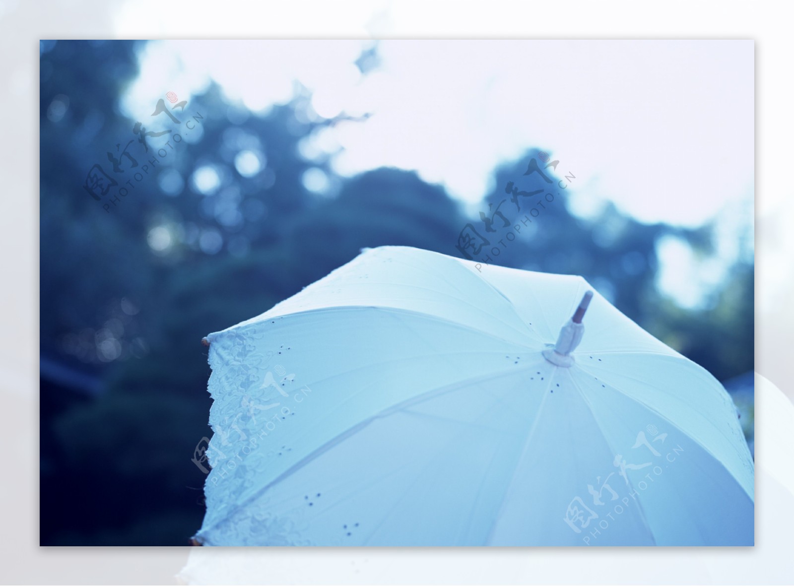 雨伞摄影图片