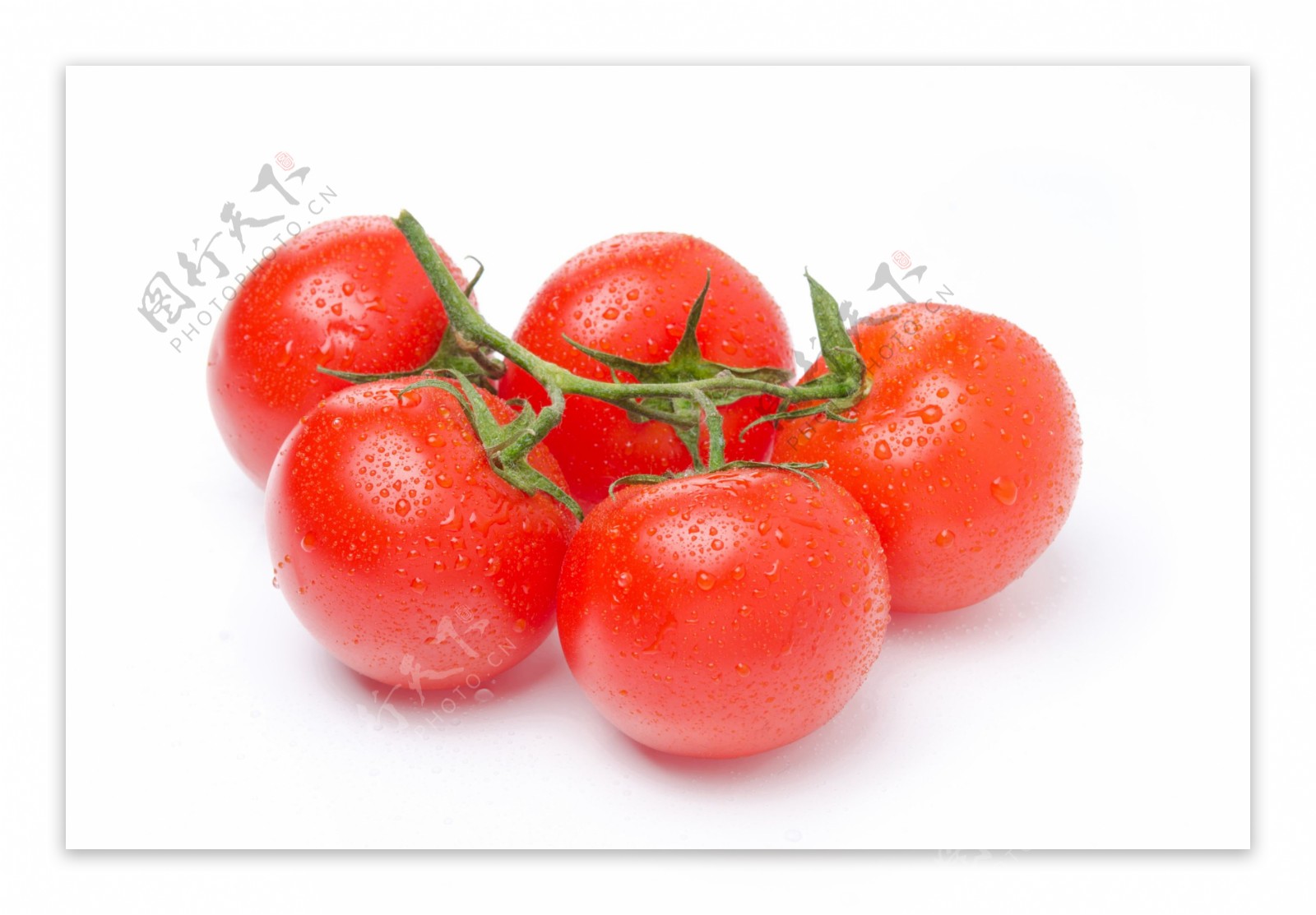 带露珠的西红柿图片