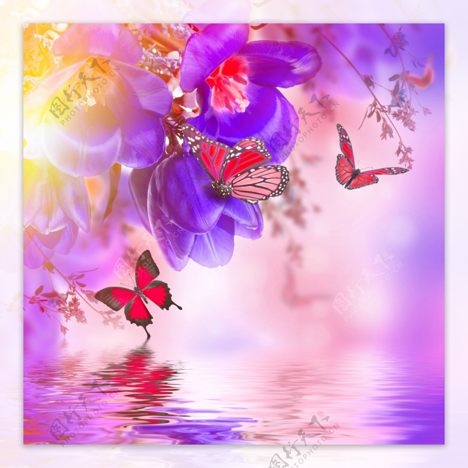 倒映水中的花朵蝴蝶图片