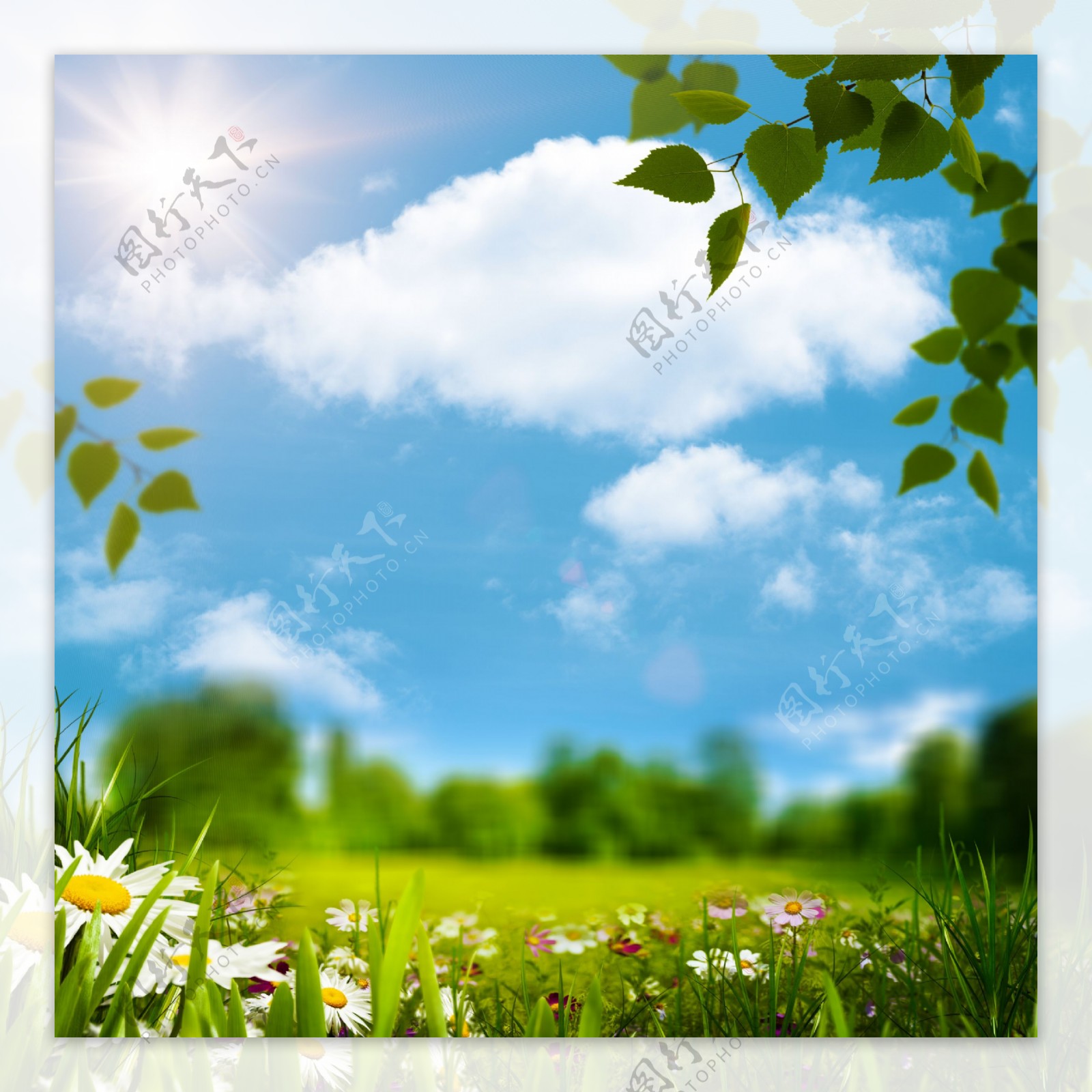 云朵下的绿草和花朵图片