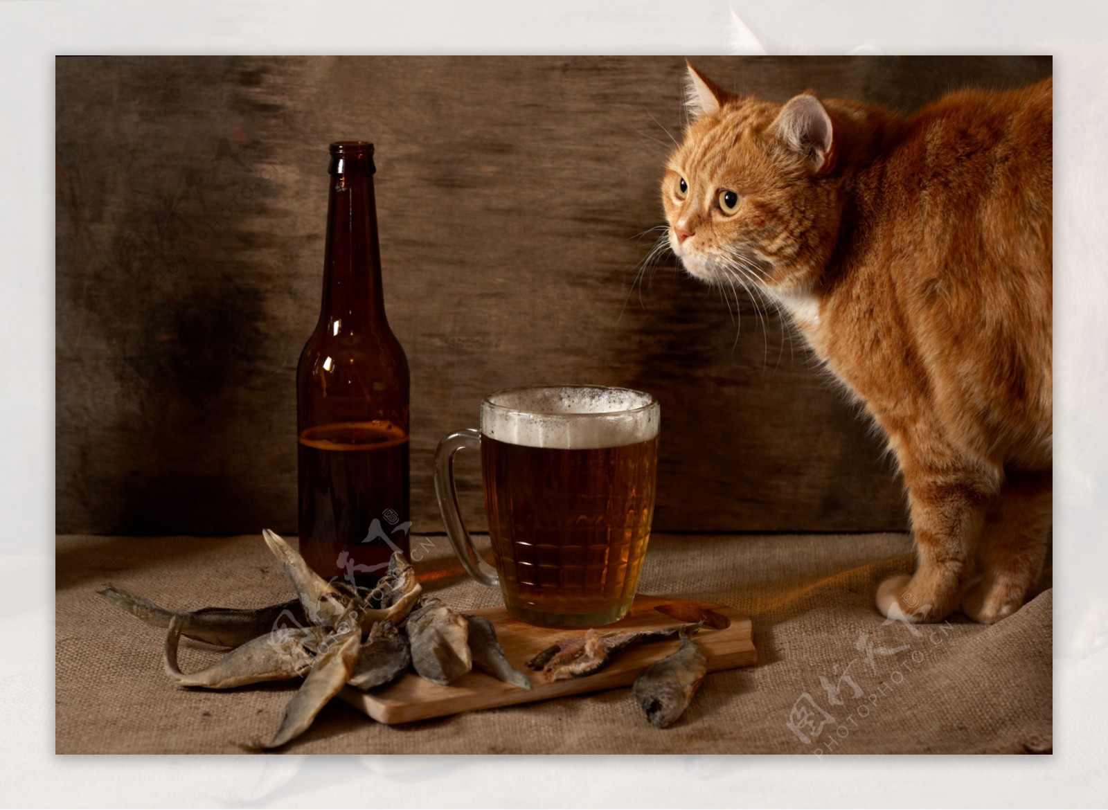 喝酒的小猫图片