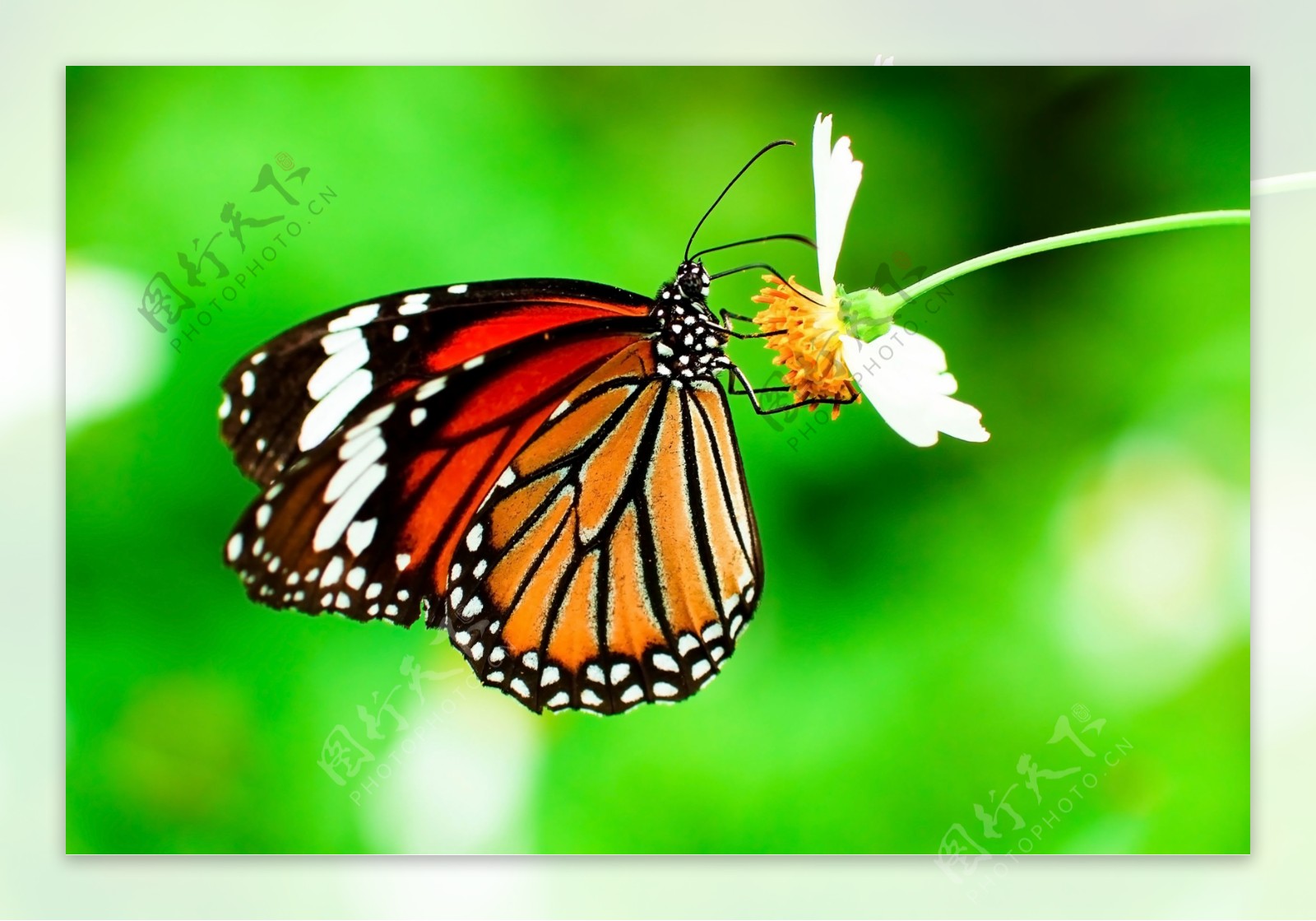 彩色蝴蝶采花蜜图片