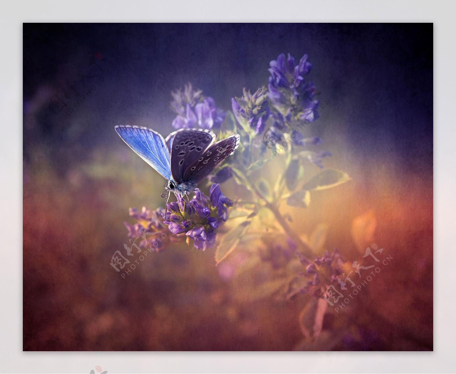 蝴蝶与鲜花背景图片
