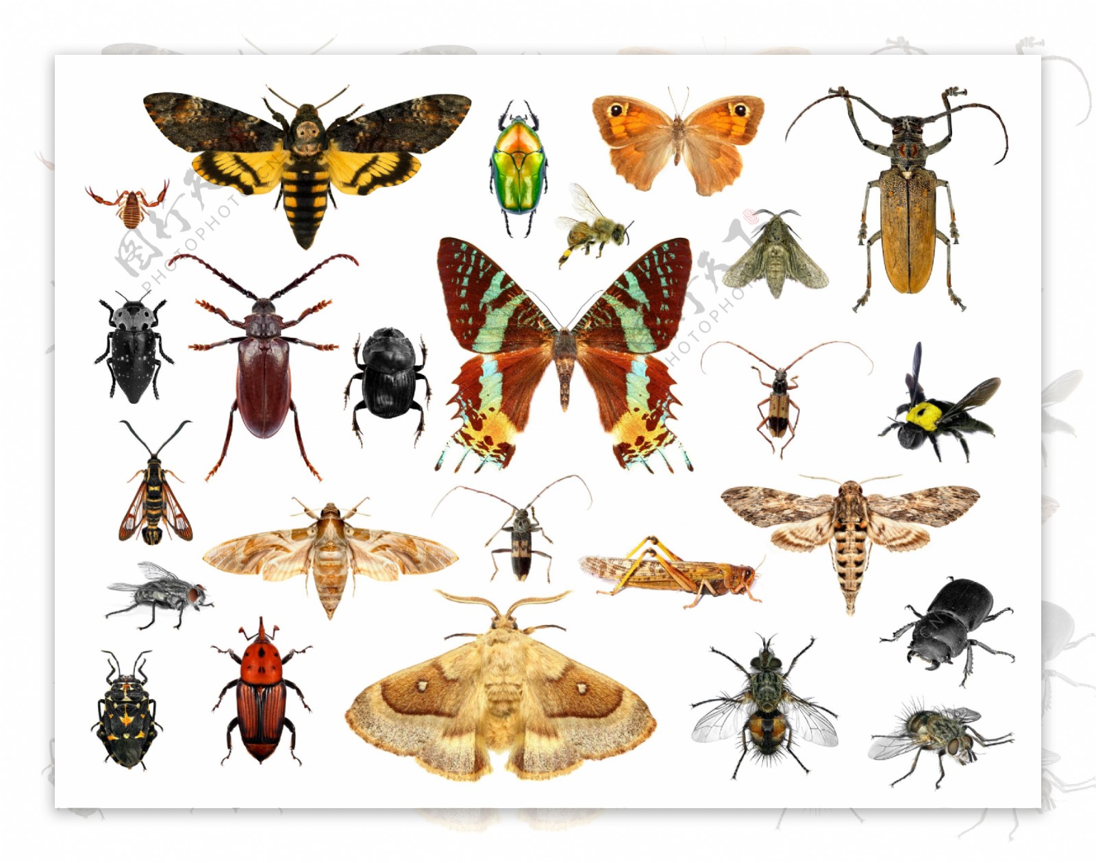 蝴蝶飞蛾与甲虫图片