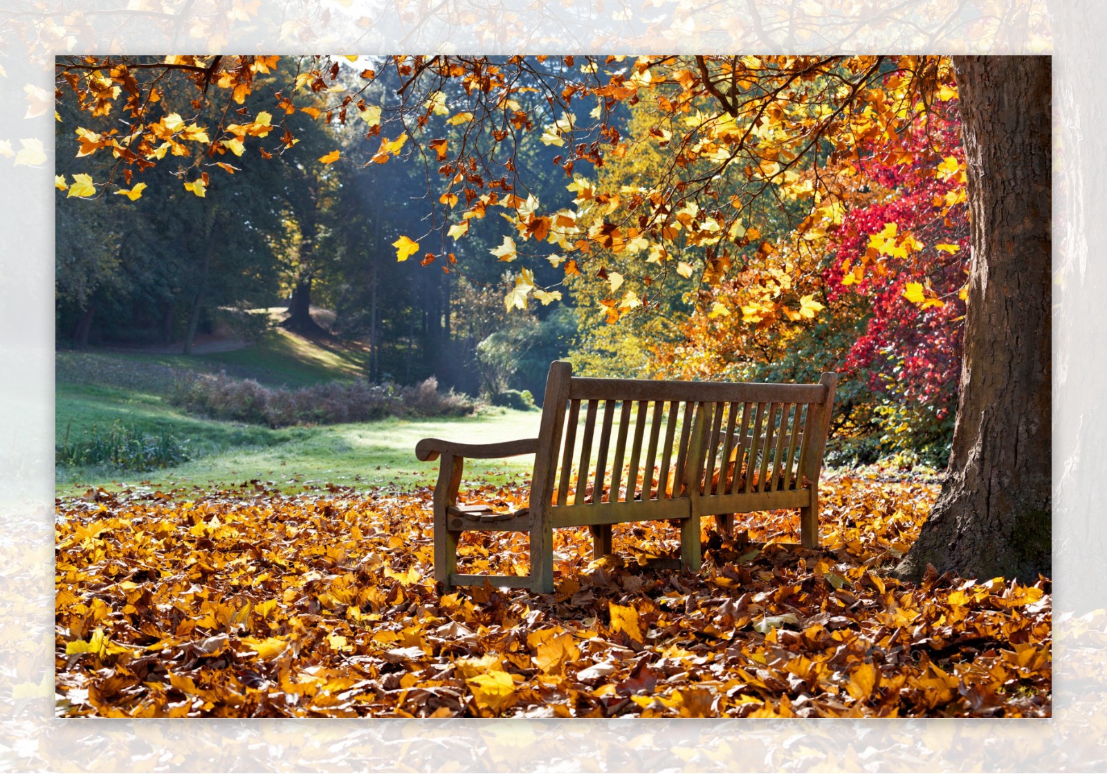 落叶地面上的长椅图片