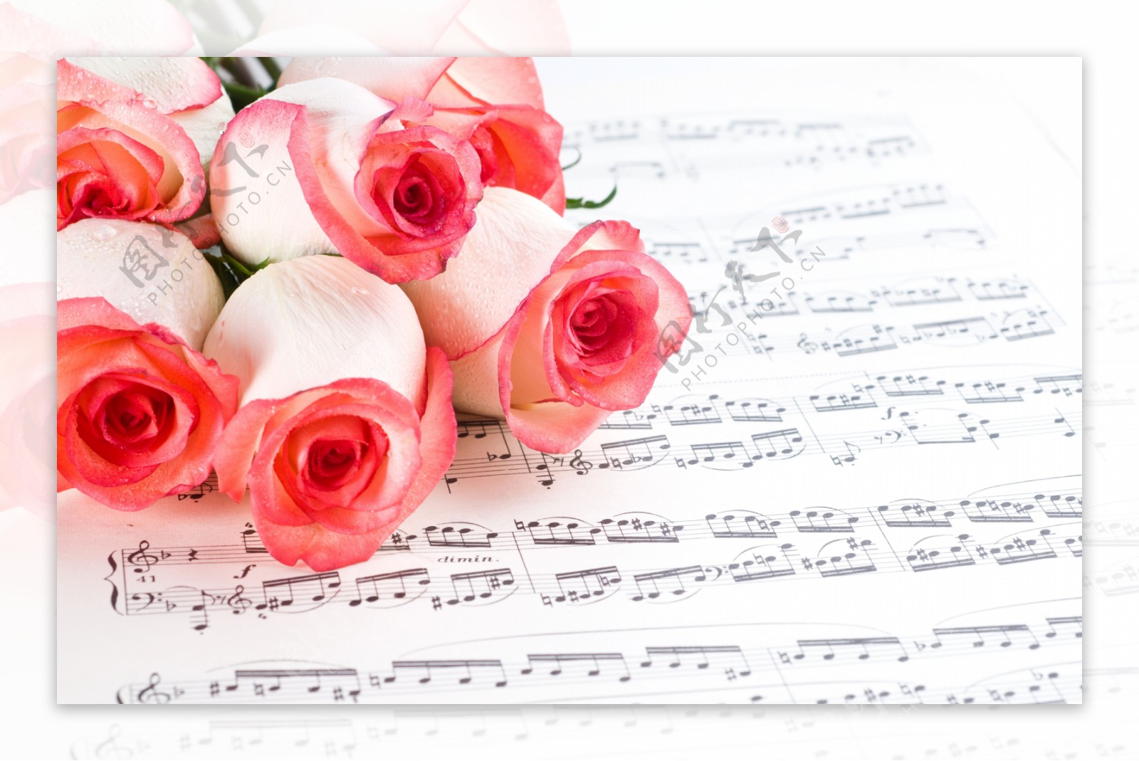 粉色玫瑰花与五线谱图片