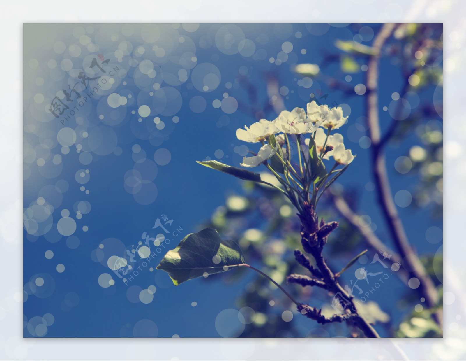 蓝色梨花背景图片