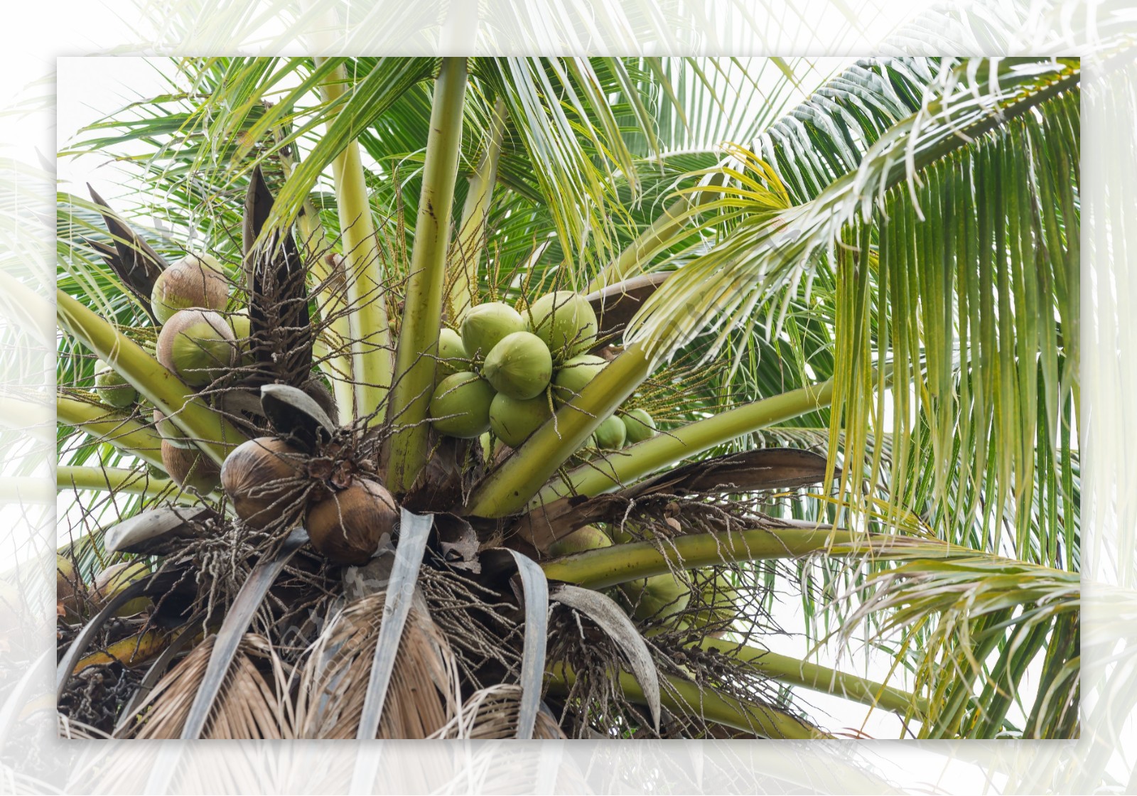 椰子果实摄影图片