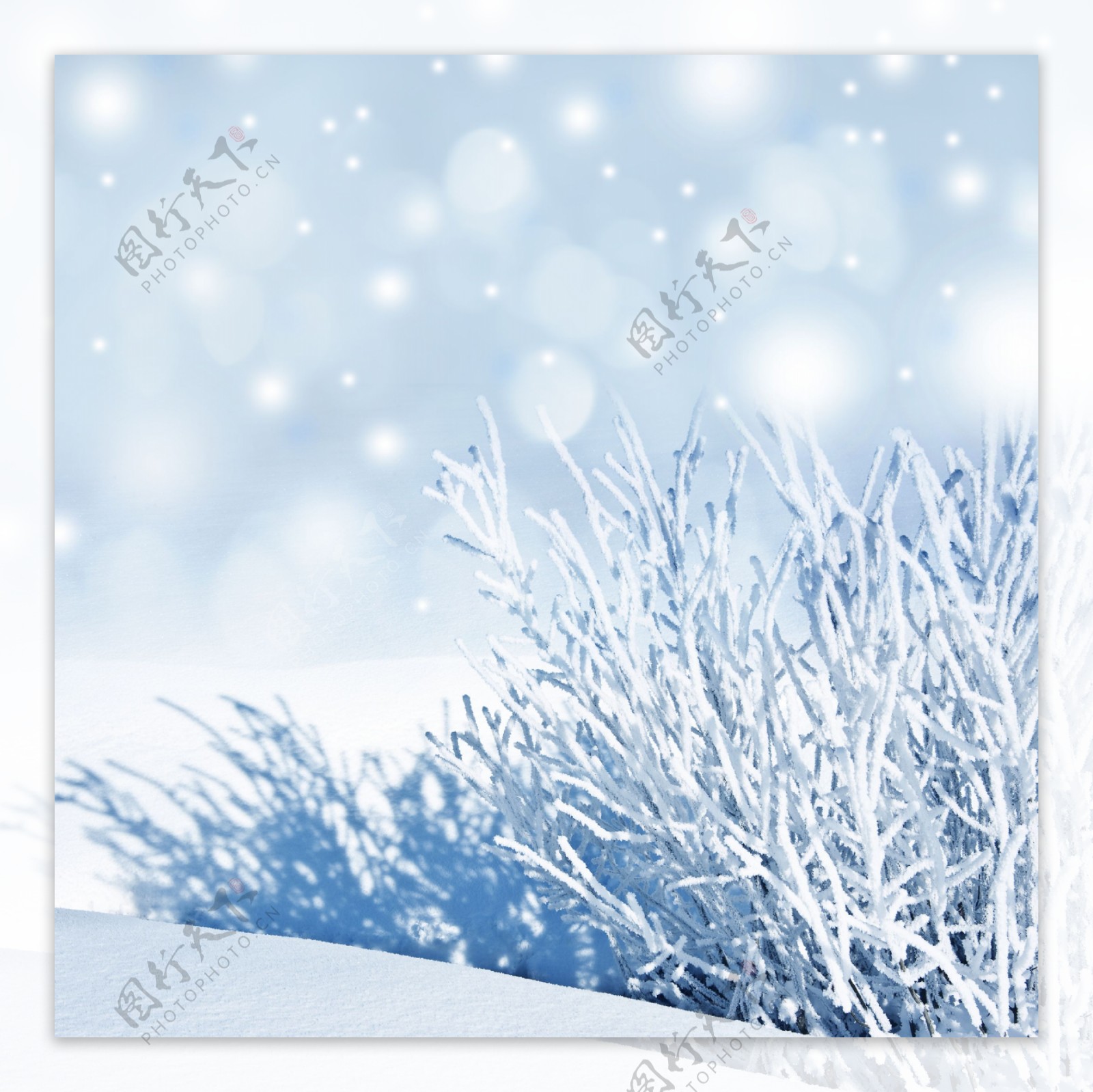 雪花和冰冻树枝图片