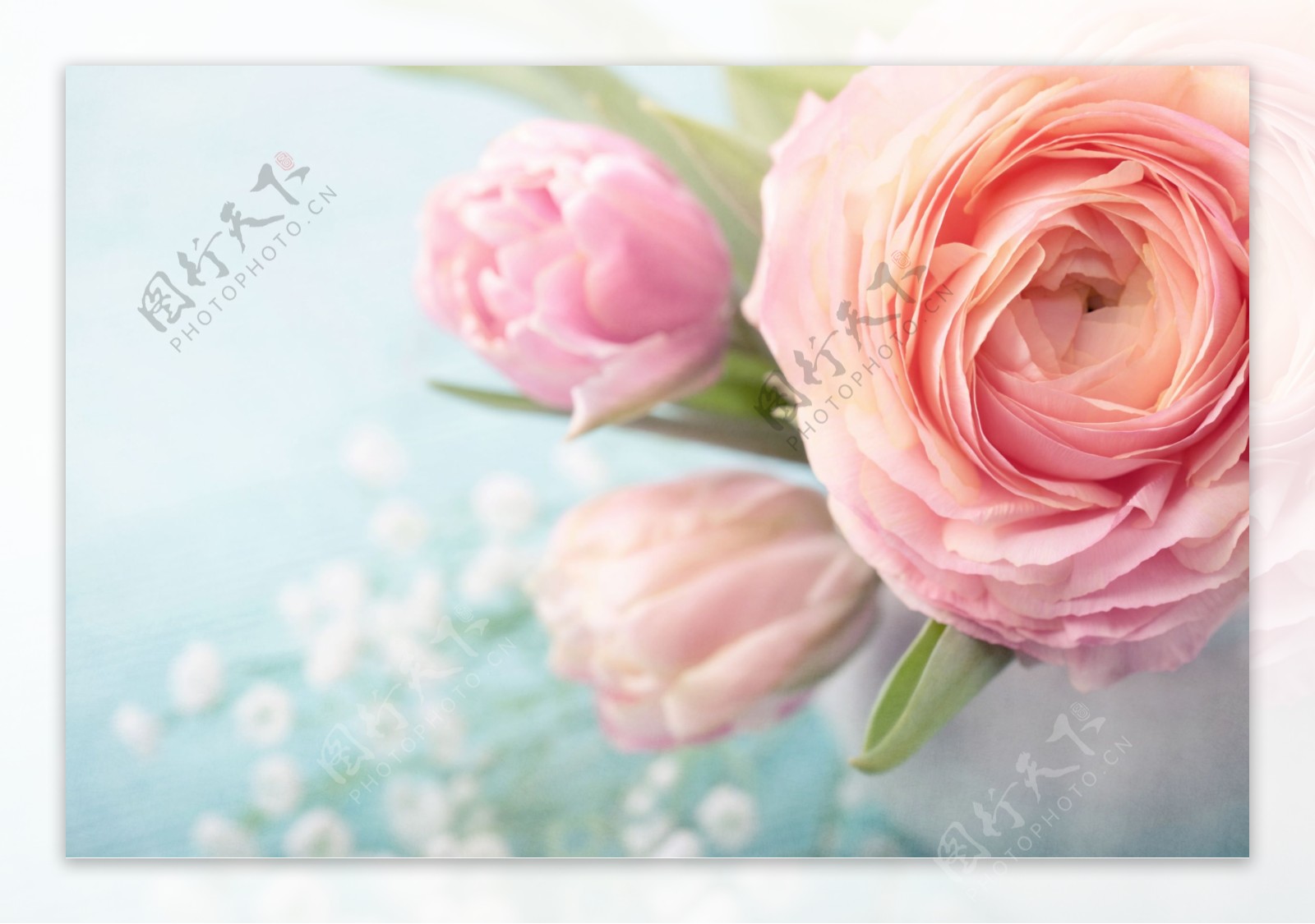 盛开的粉色花朵图片