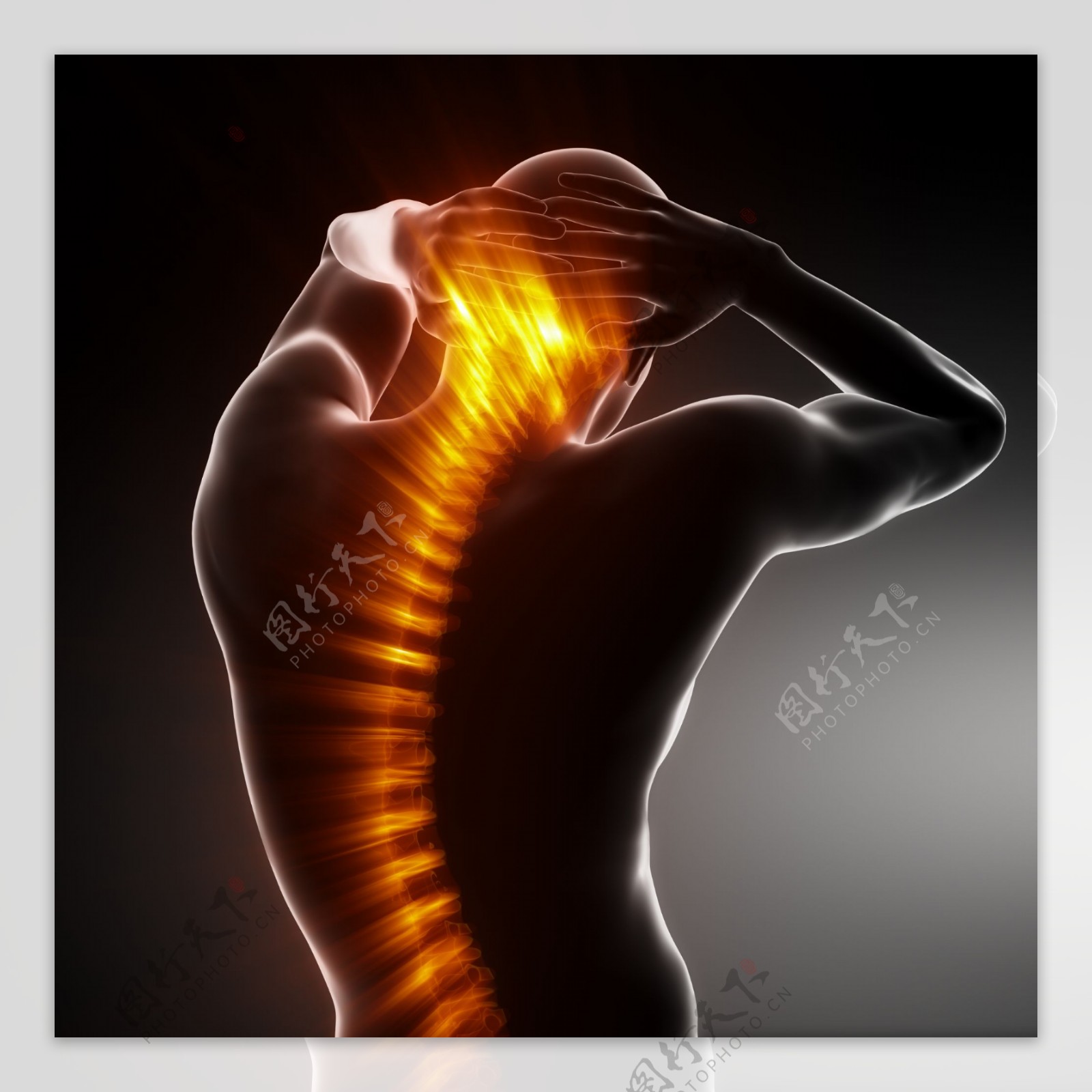 男性人体脊椎脊髓器官图片