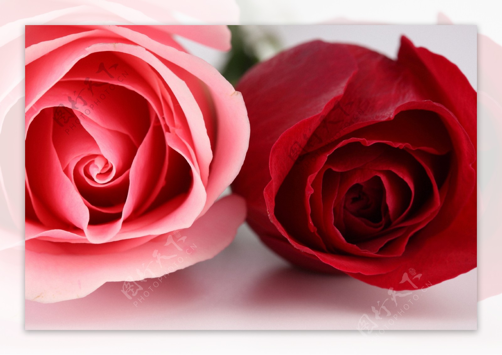 红玫瑰与粉玫瑰图片